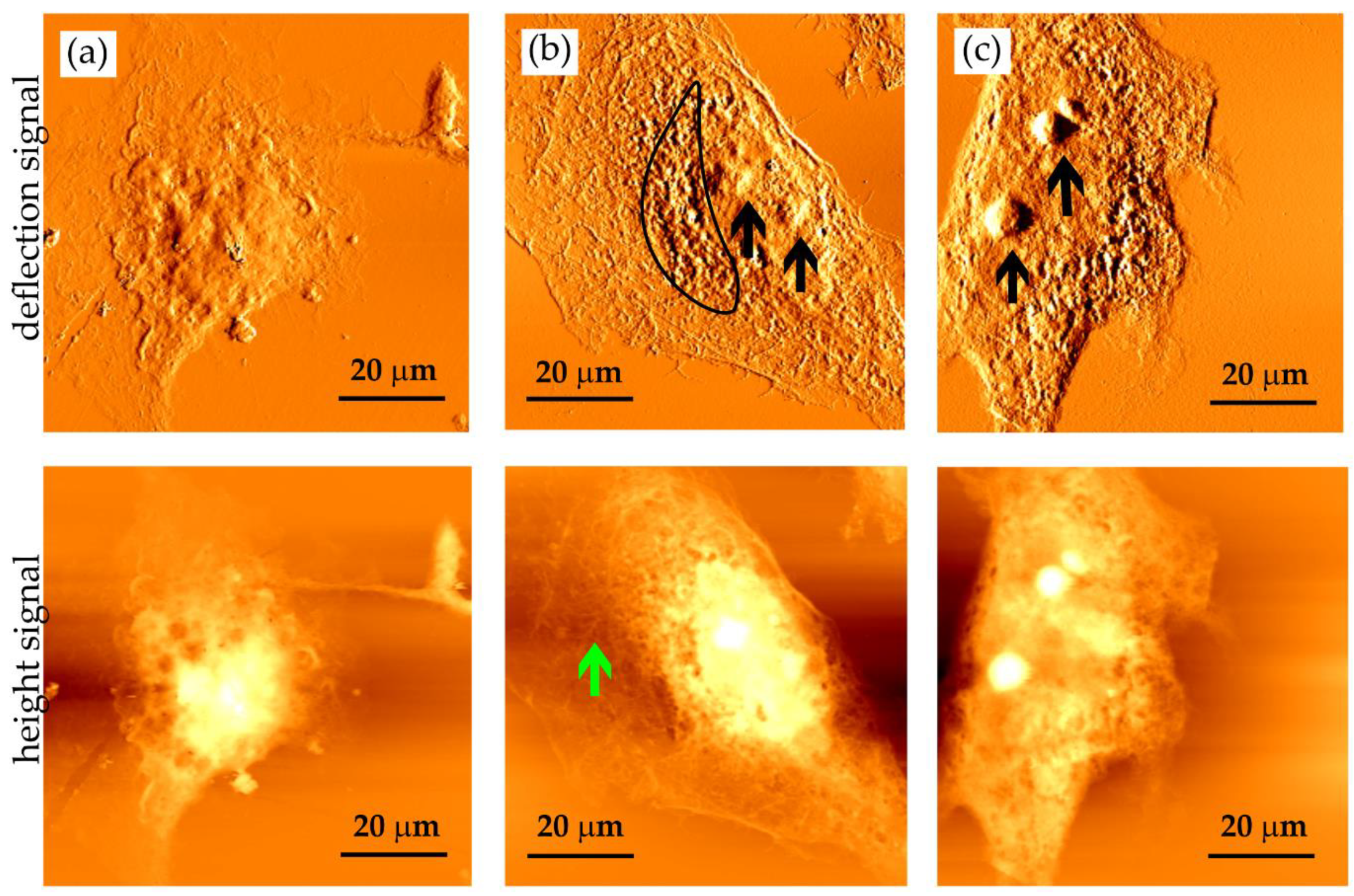 Applsci 10 06895 g006 Applsci 10 06895 g006
