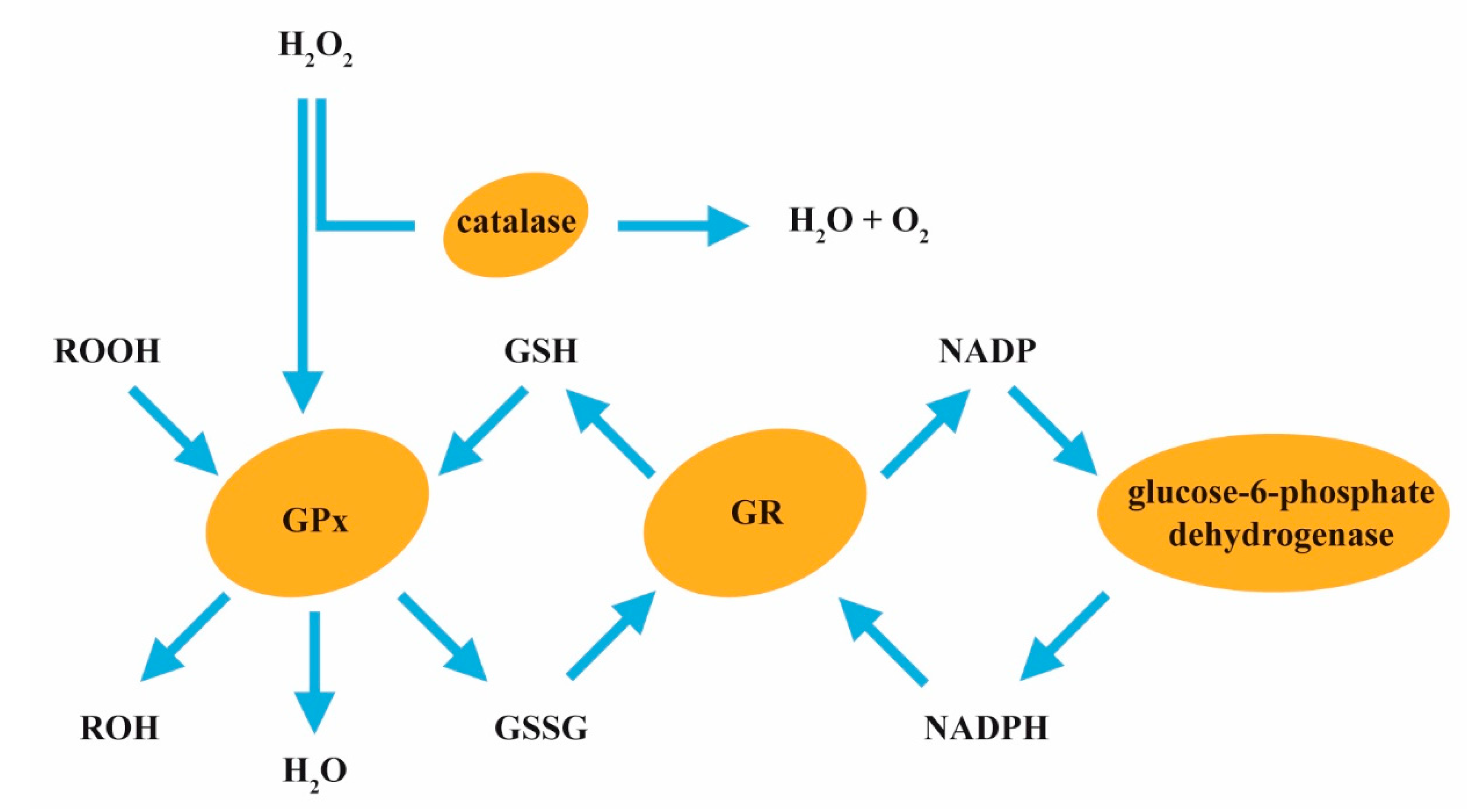 How Much Fluoride Is Toxic To Dogs