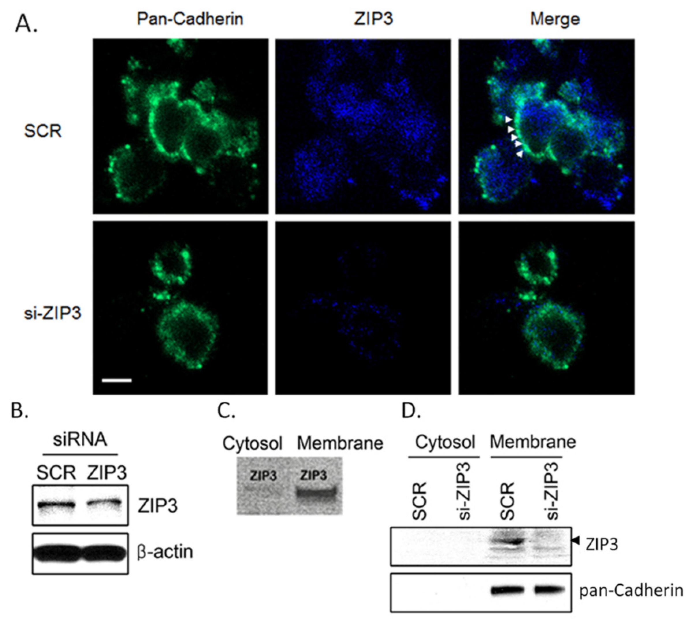 Applsci 10 07476 g001 Applsci 10 07476 g001