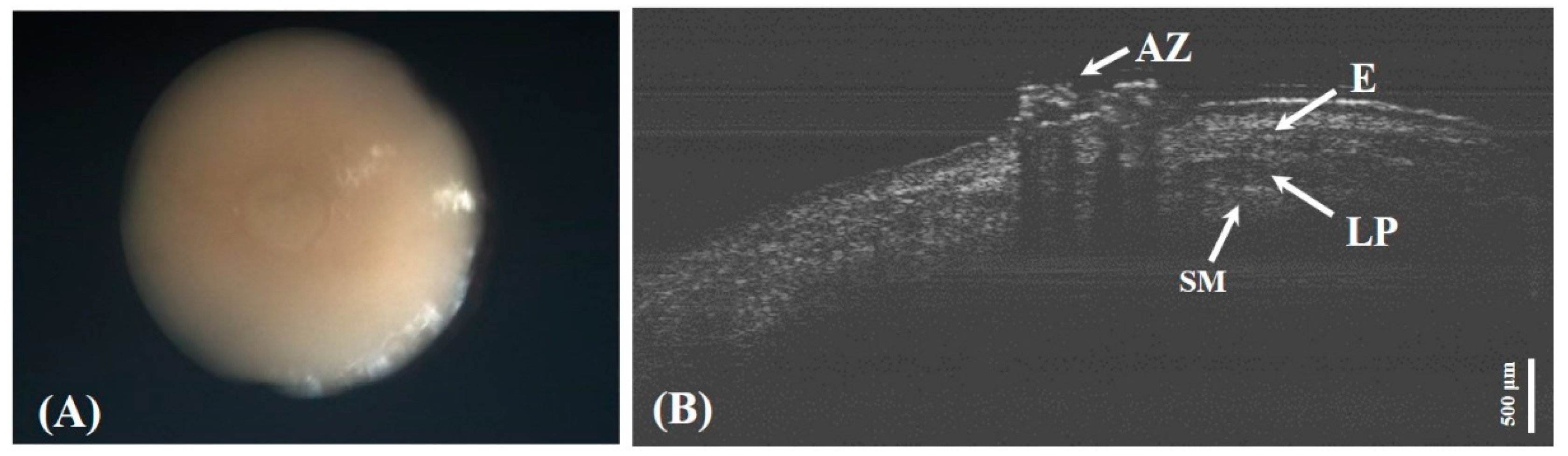 Applsci 10 07491 g005