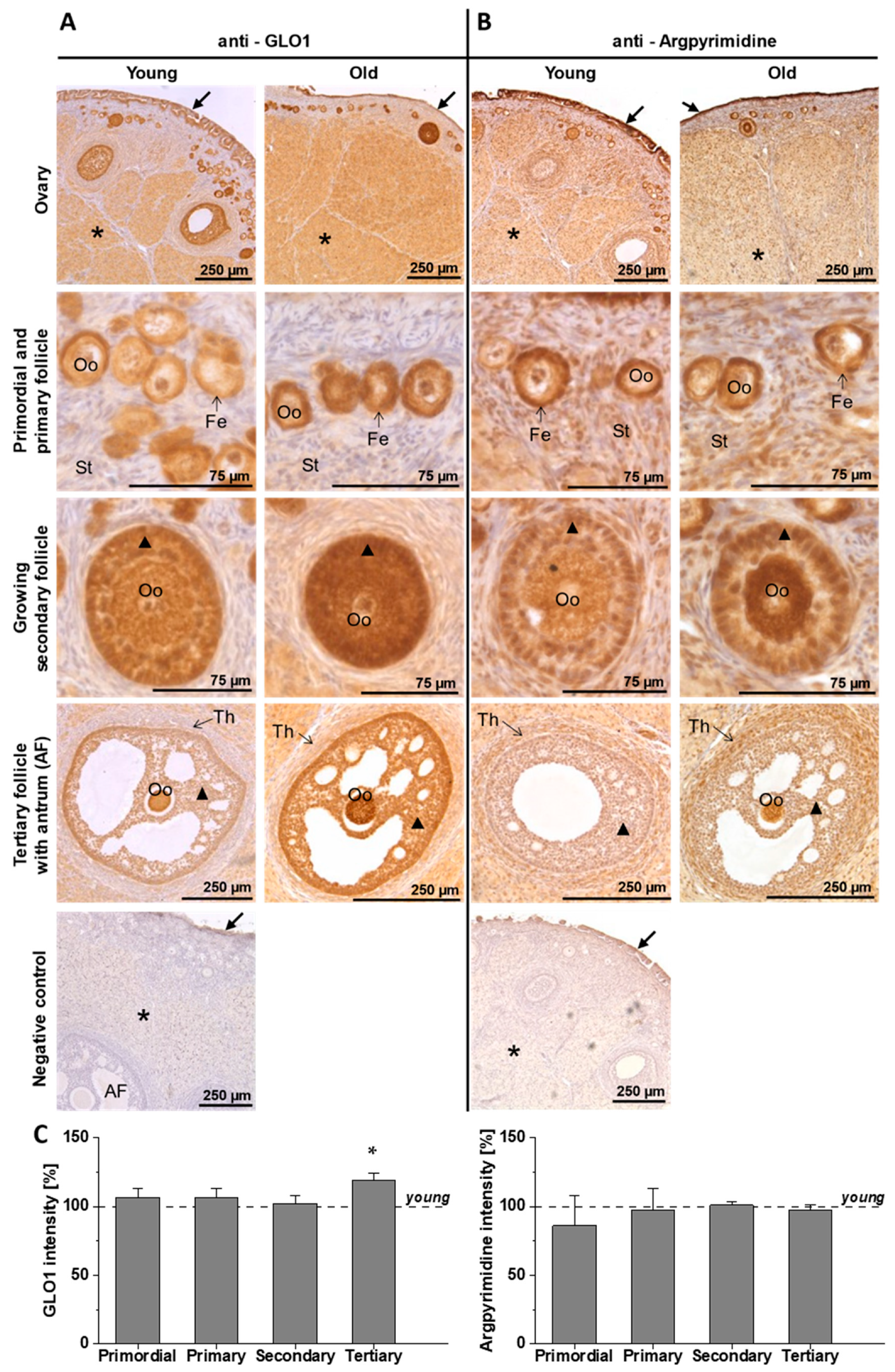 applied sciences free full text rabbit as an aging model in reproduction advanced maternal age alters glo1 expression in the endometrium at the time of implantation html