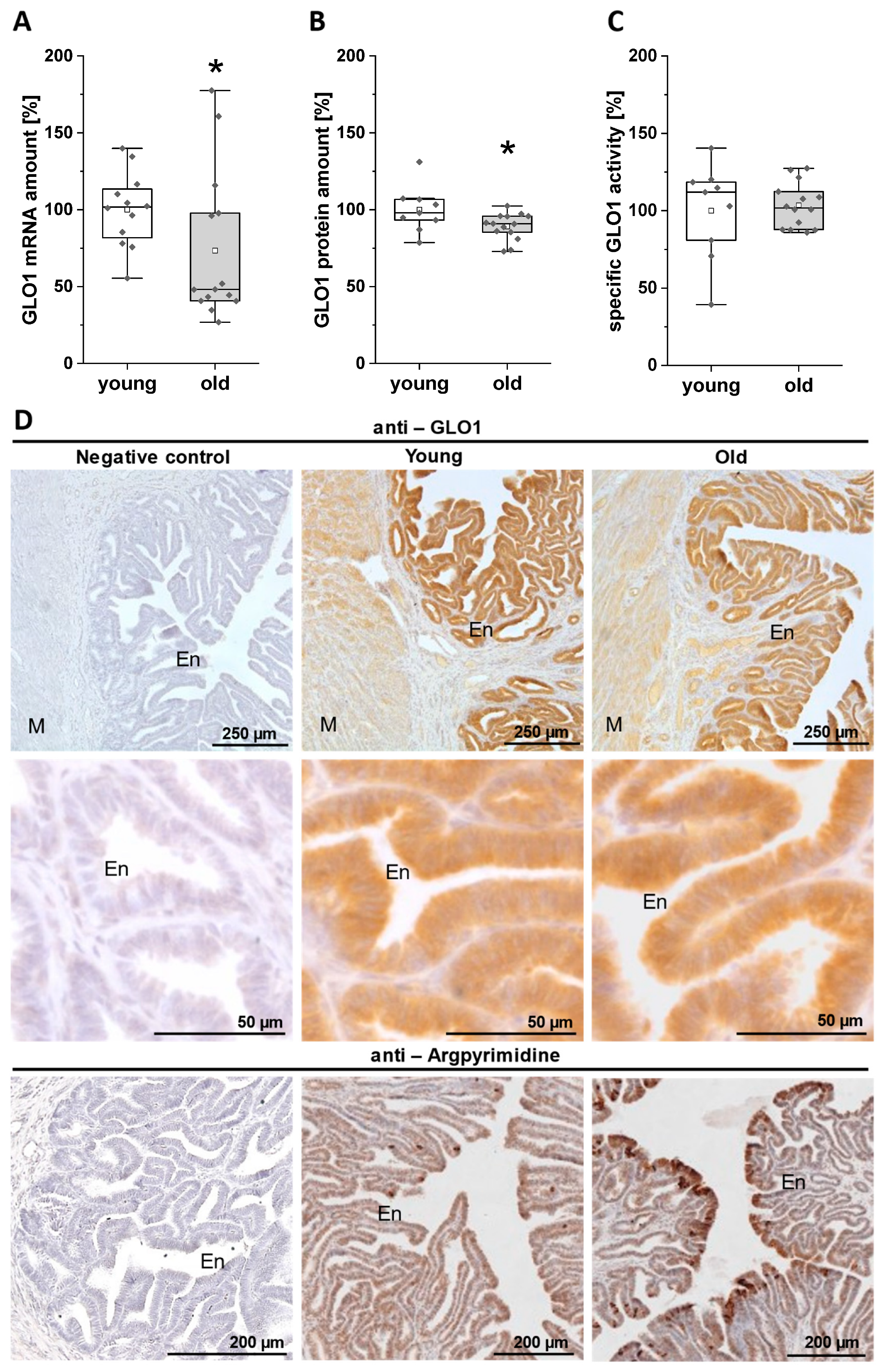 applied sciences free full text rabbit as an aging model in reproduction advanced maternal age alters glo1 expression in the endometrium at the time of implantation html