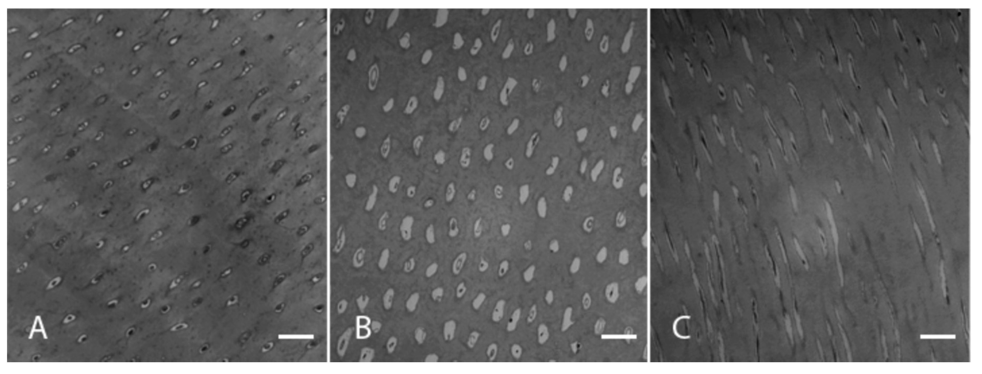 Applsci 10 07835 g003 Applsci 10 07835 g003