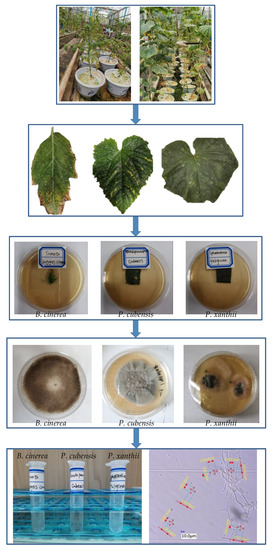 Classification Methods for Airborne Disease Spores from Greenhouse