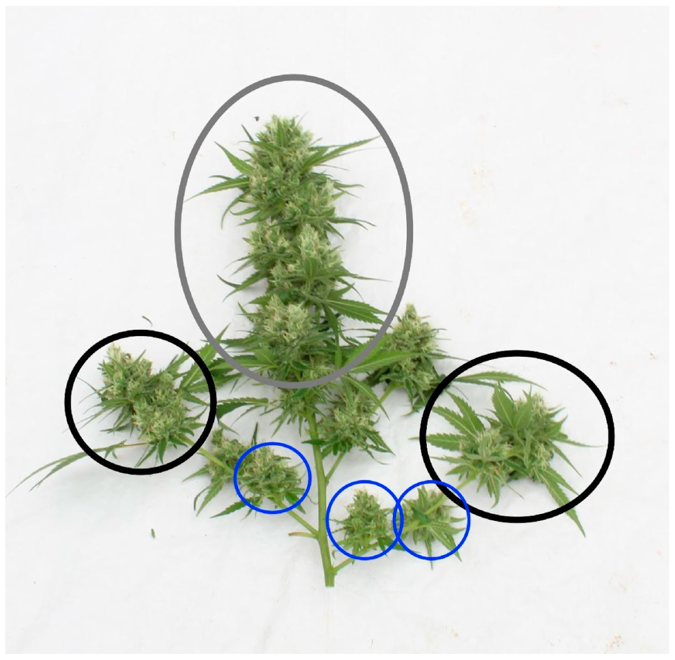 Applsci 10 07875 g001