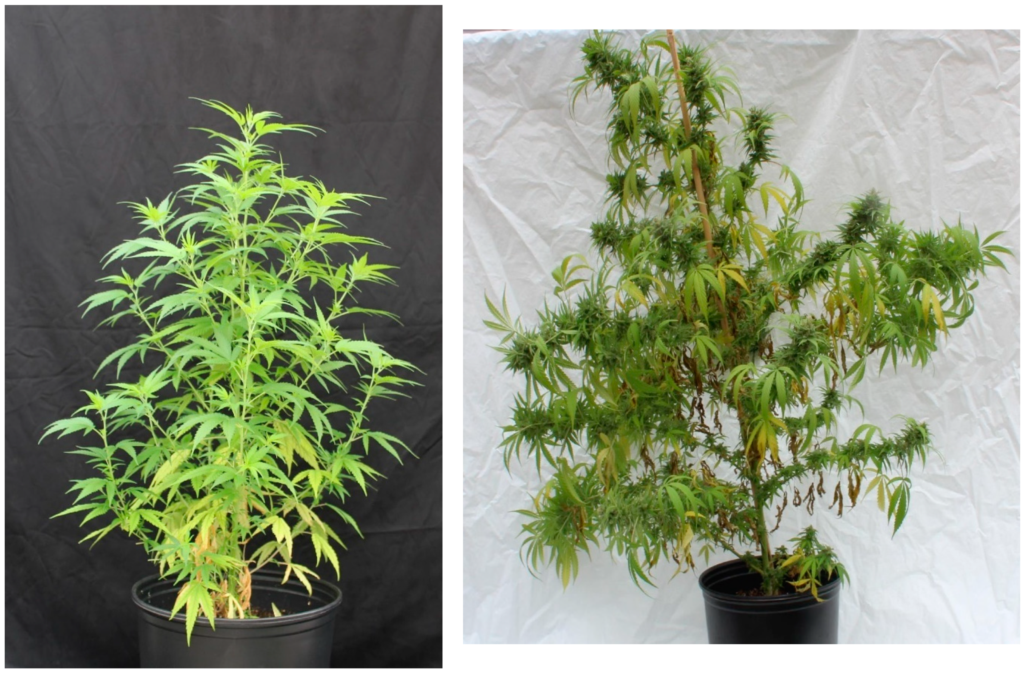 Applsci 10 07875 g004