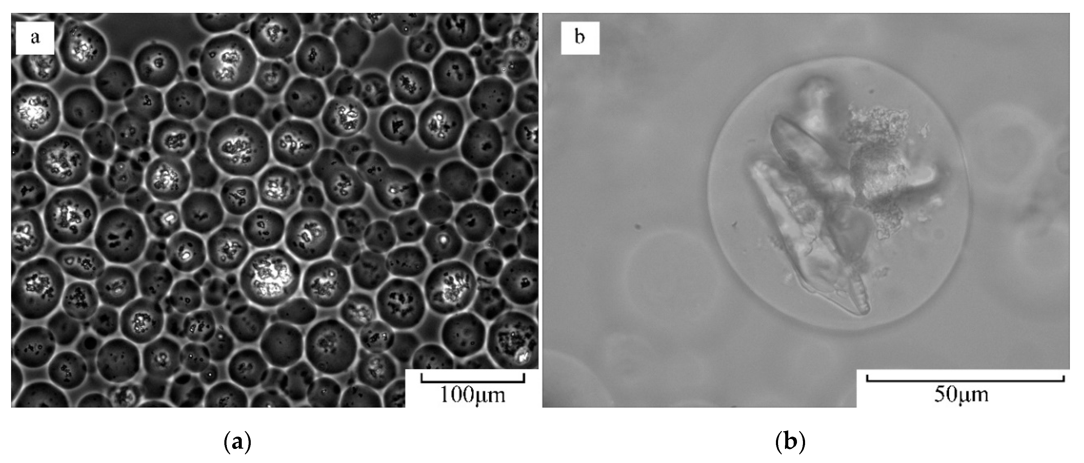 Applsci 10 08126 g001
