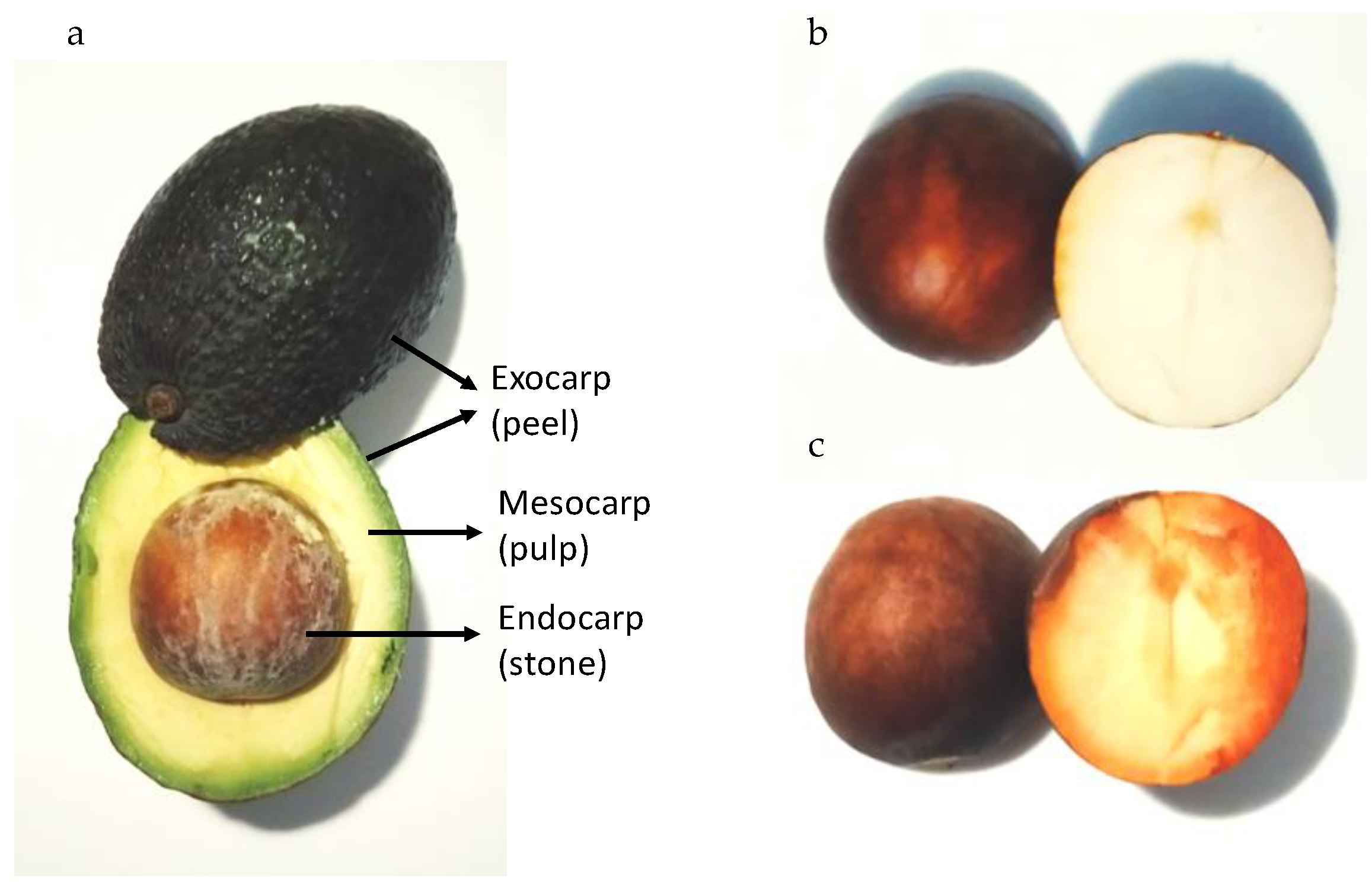 Applied Sciences of Full-Text Bioenergy | | Free and Avocado-Derived Biomass as Source Bioproducts a