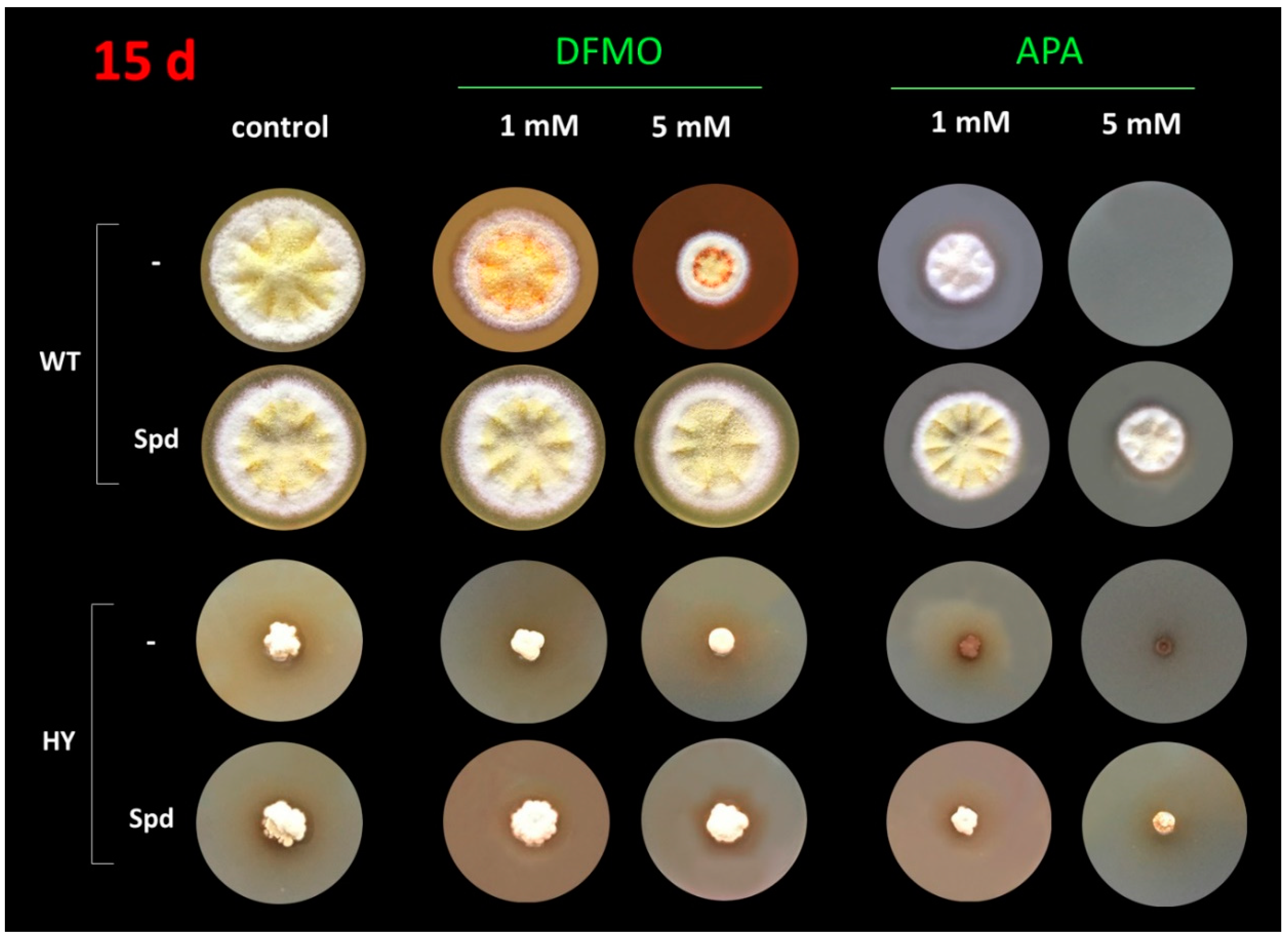 Applsci 10 08290 g001