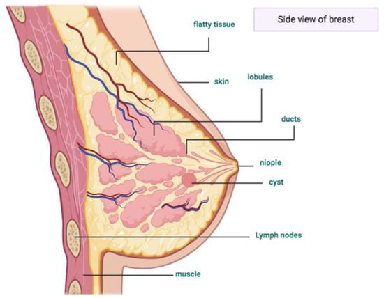 1: Simplified diagram of the anatomy of the breast, including the