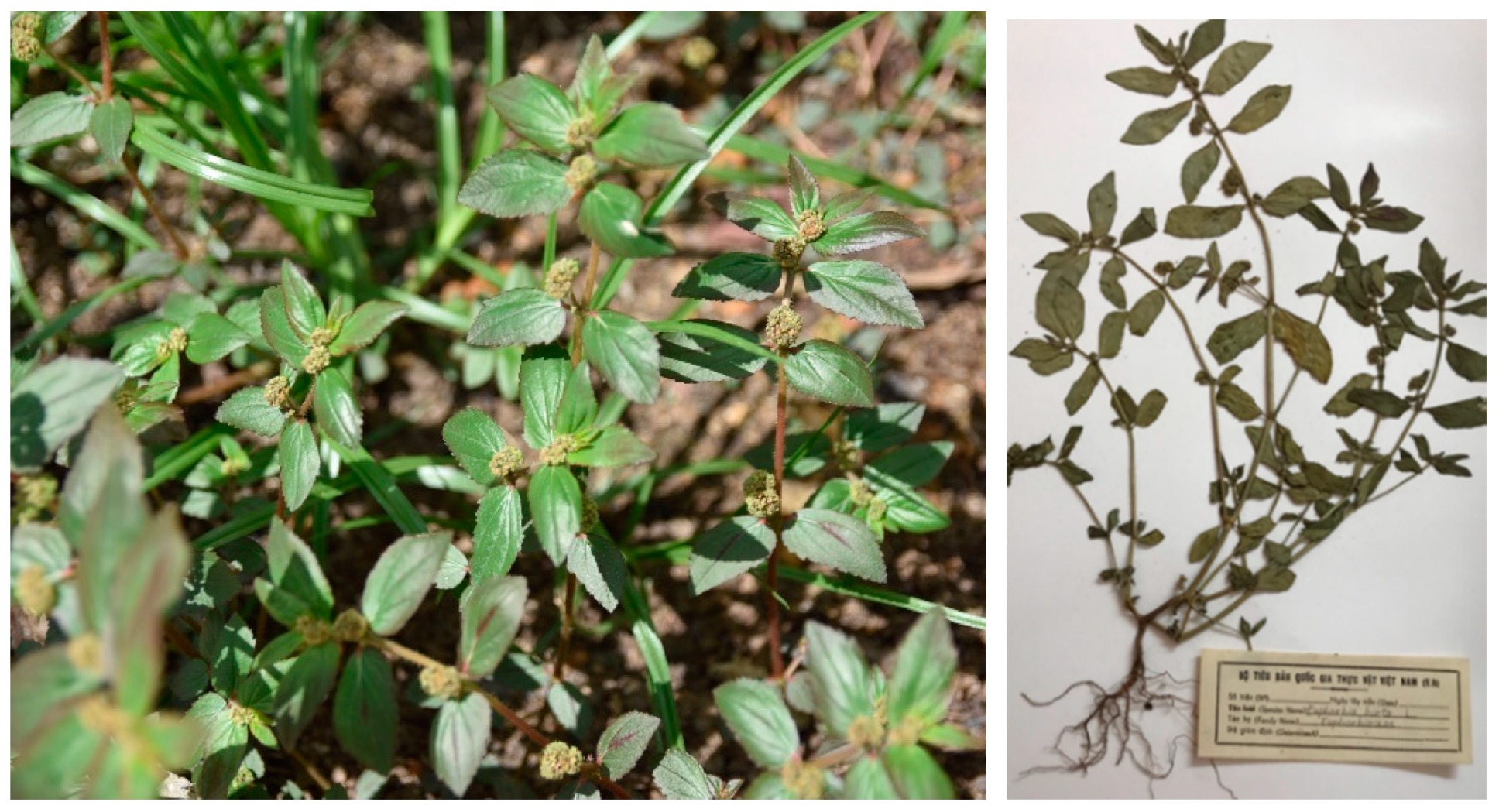 Applsci 10 08408 g001 Applsci 10 08408 g001