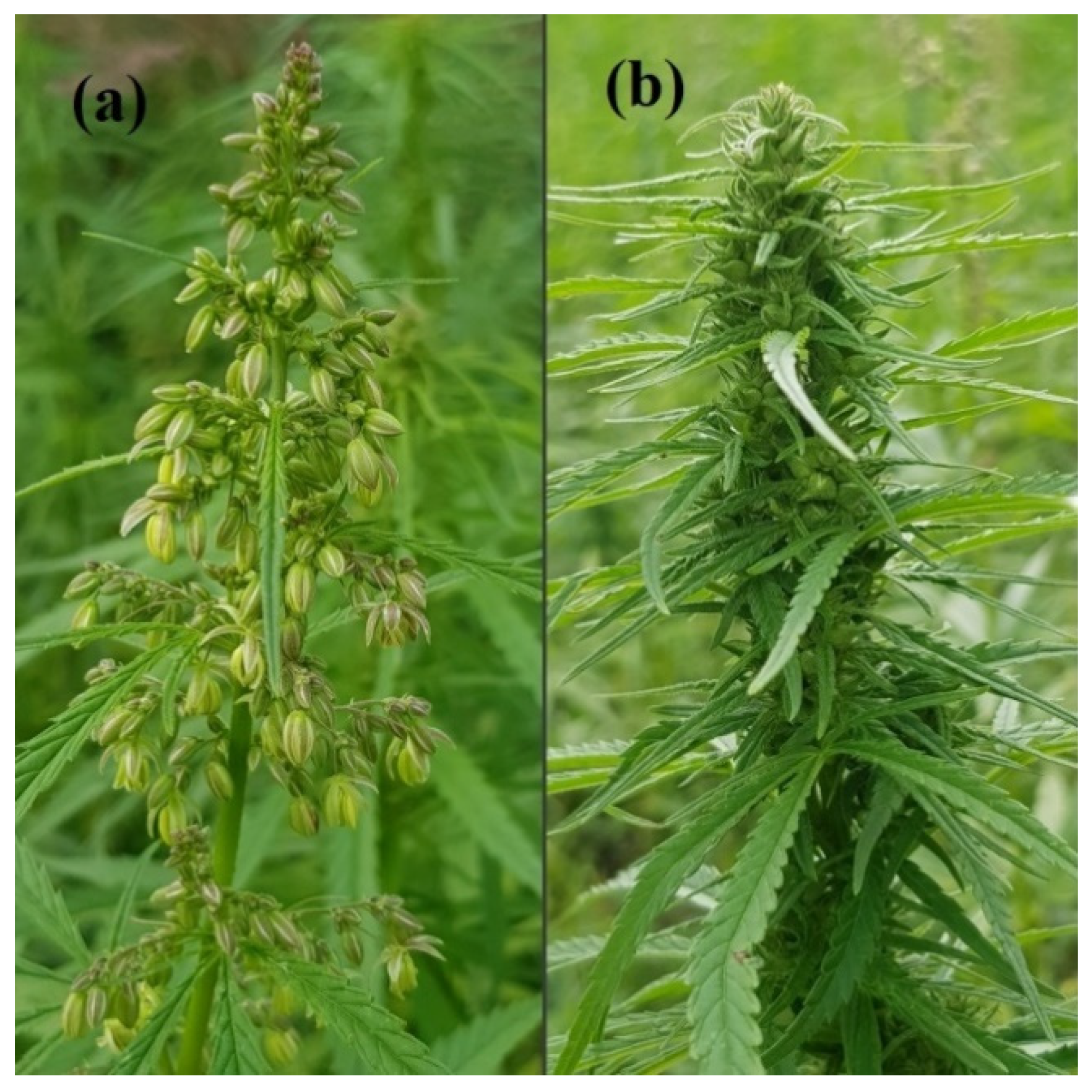 Applsci 10 08519 g003 Applsci 10 08519 g003