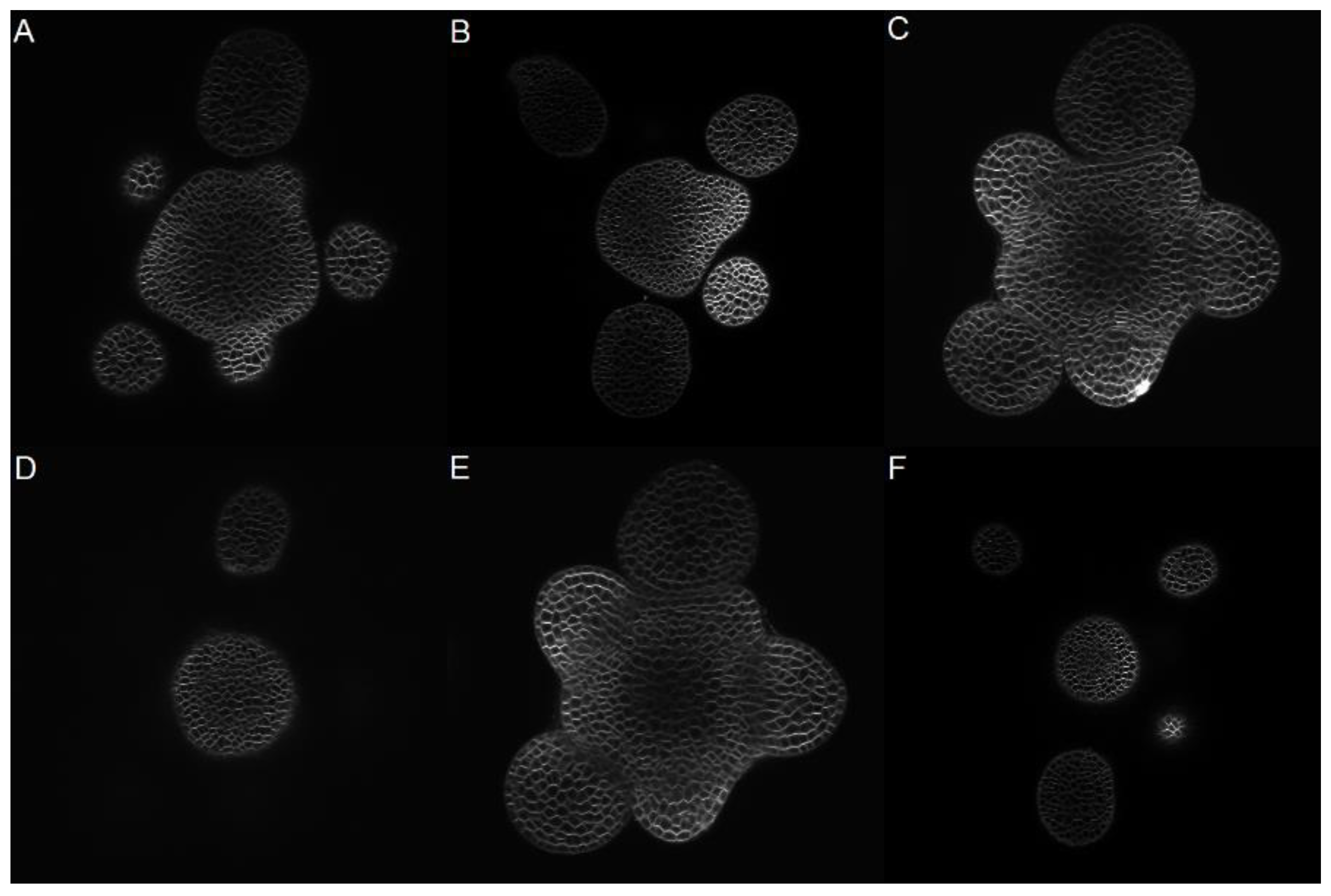 Applsci 10 08523 g001