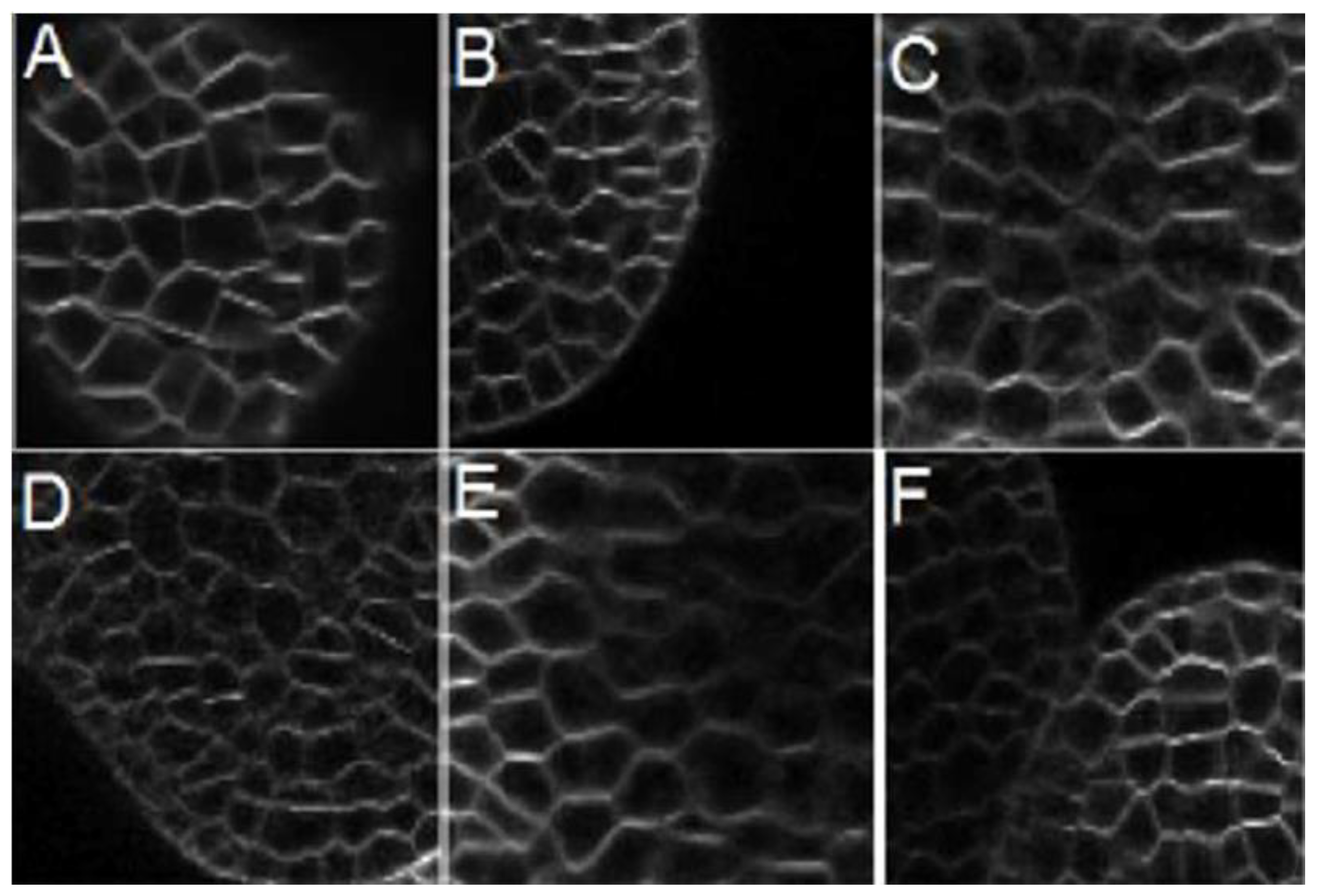 Applsci 10 08523 g013