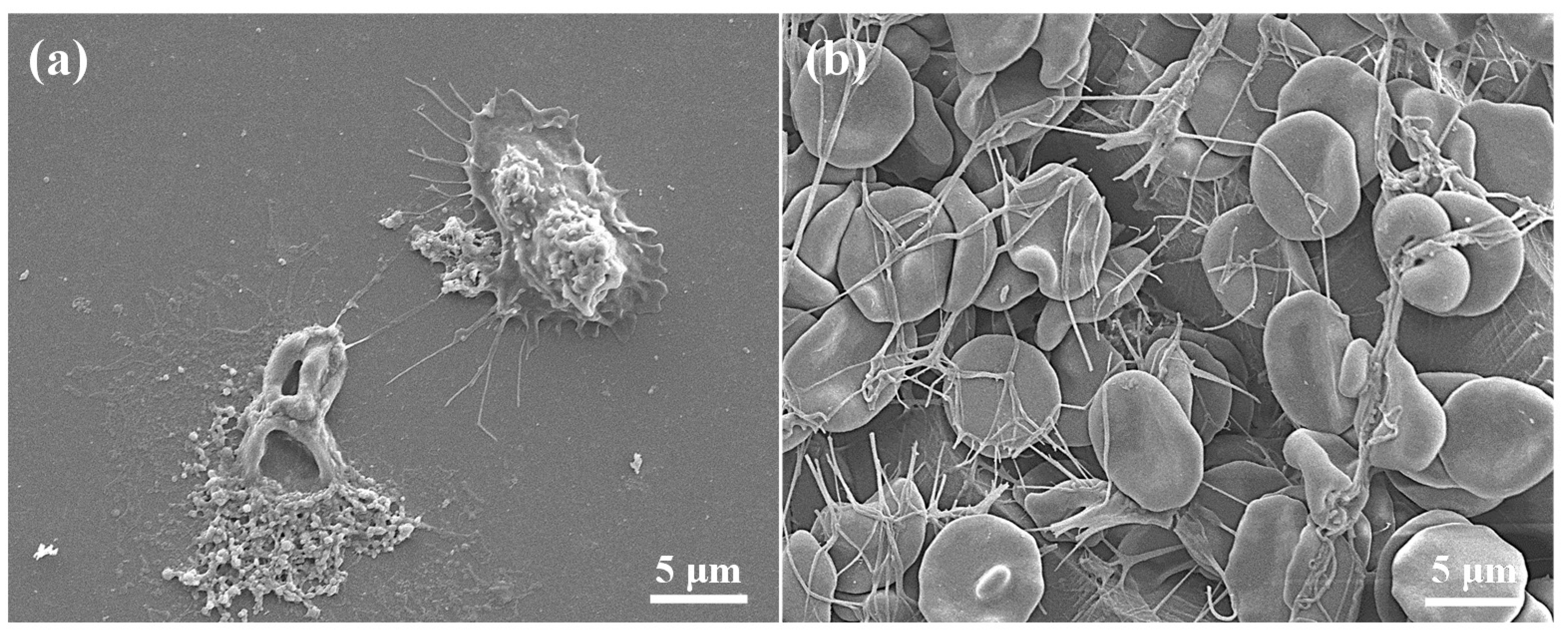 Applsci 10 08582 g005 Applsci 10 08582 g005