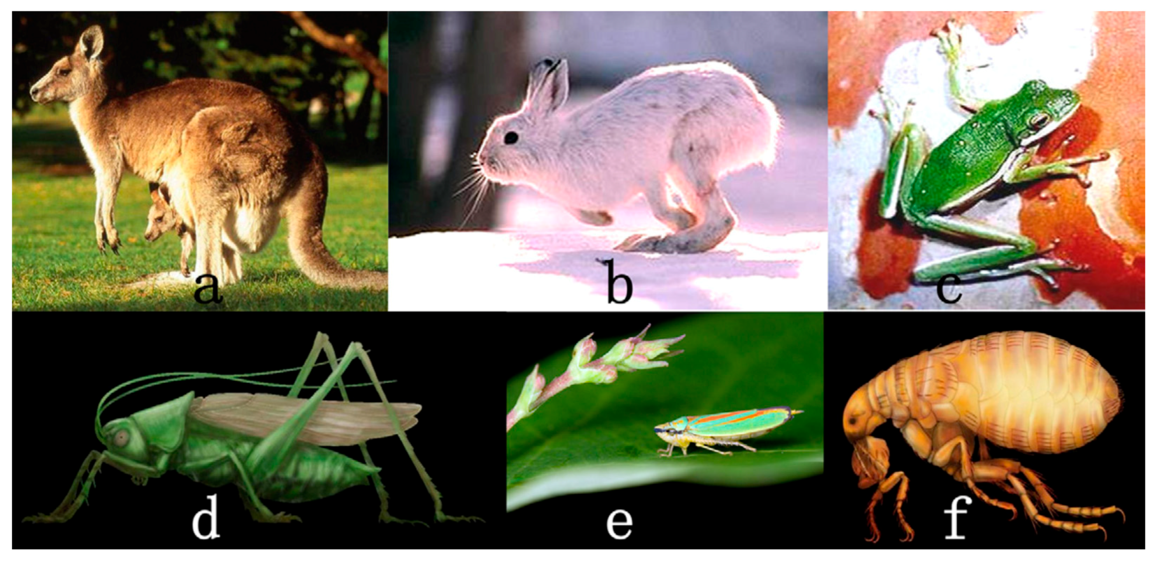 Applied Sciences | Free Full-Text | Jumping Locomotion Strategies: From Animals to Bioinspired Robots Applied Sciences | Free Full-Text | Jumping Locomotion Strategies: From Animals to Bioinspired Robots