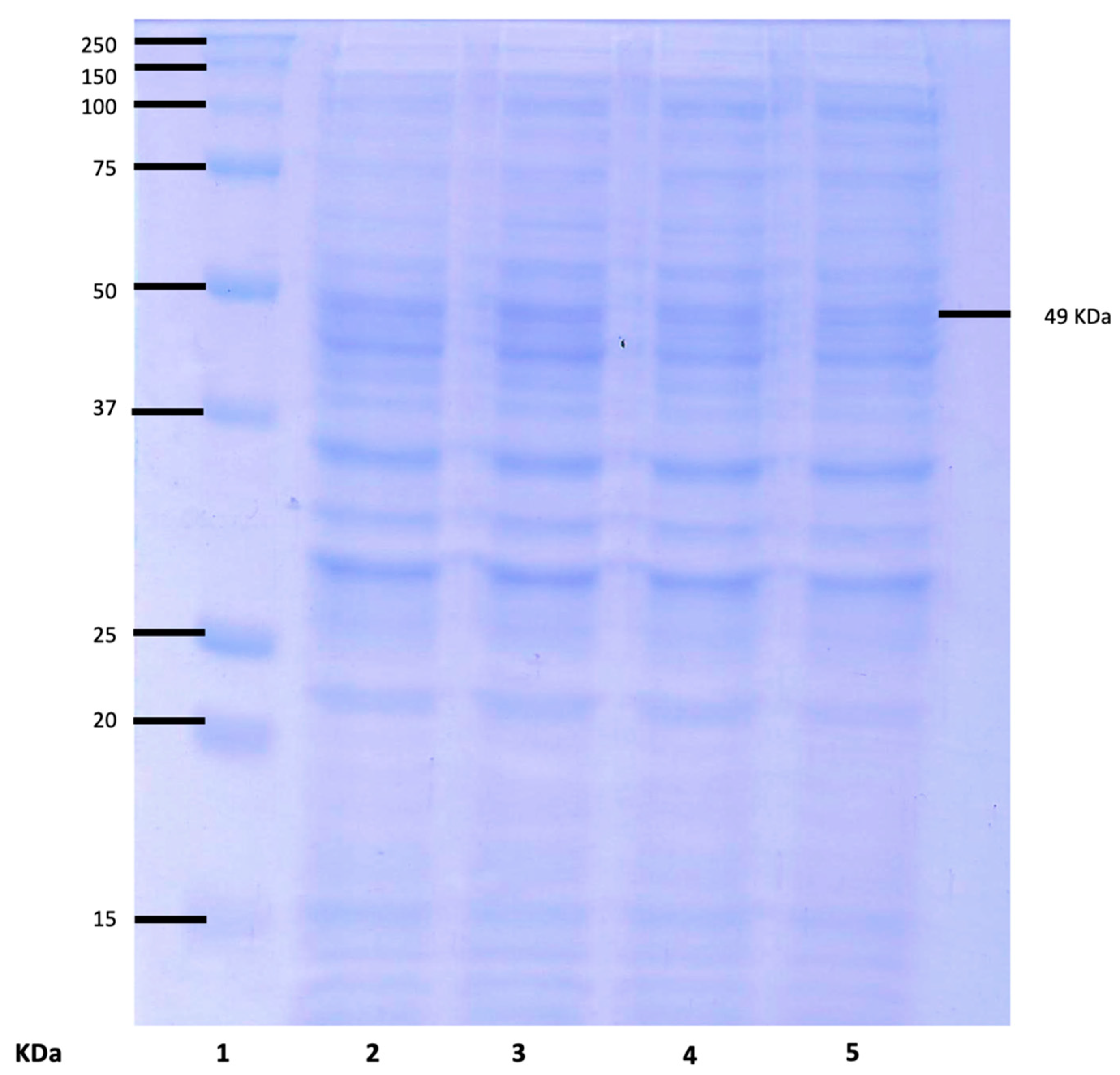 Applsci 10 08787 g005