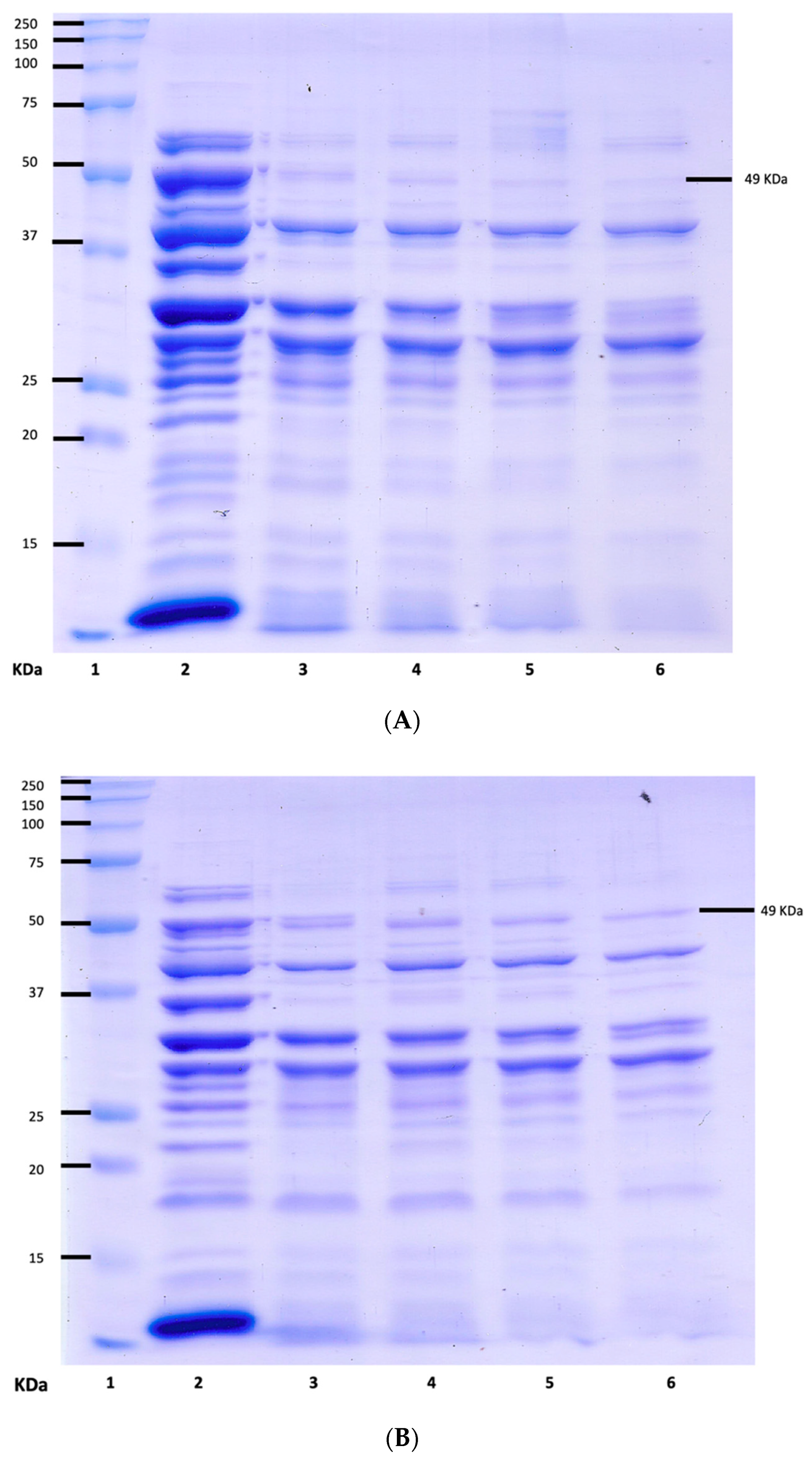 Applsci 10 08787 g007