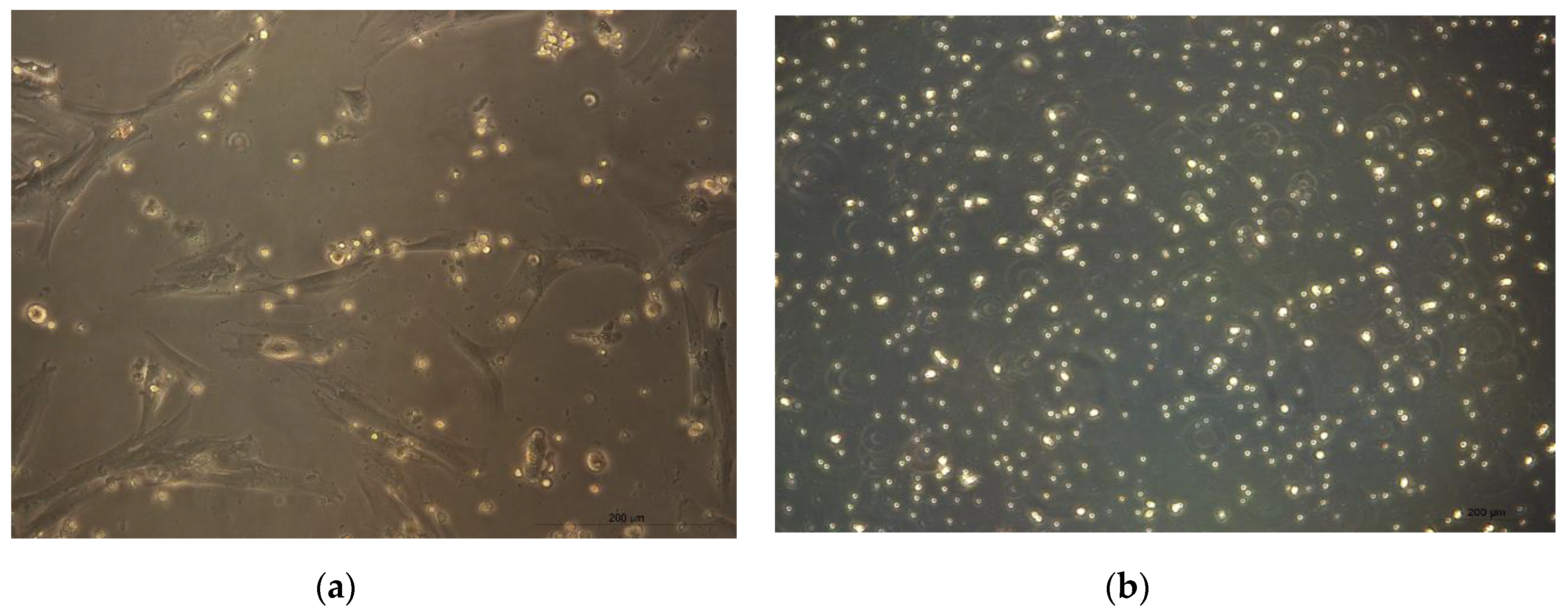 Applsci 10 09040 g005 Applsci 10 09040 g005