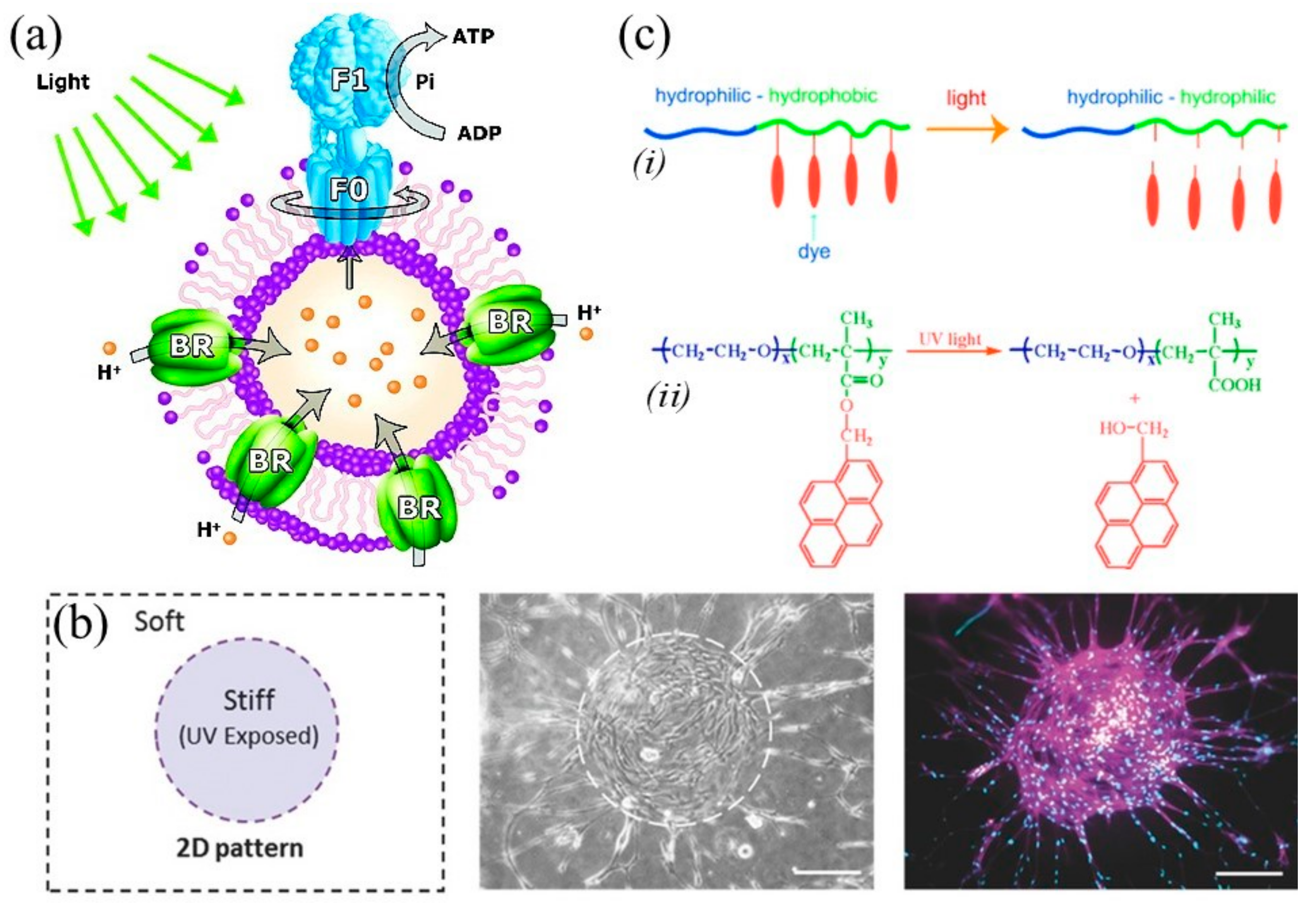 Applsci 10 09143 g007 Applsci 10 09143 g007