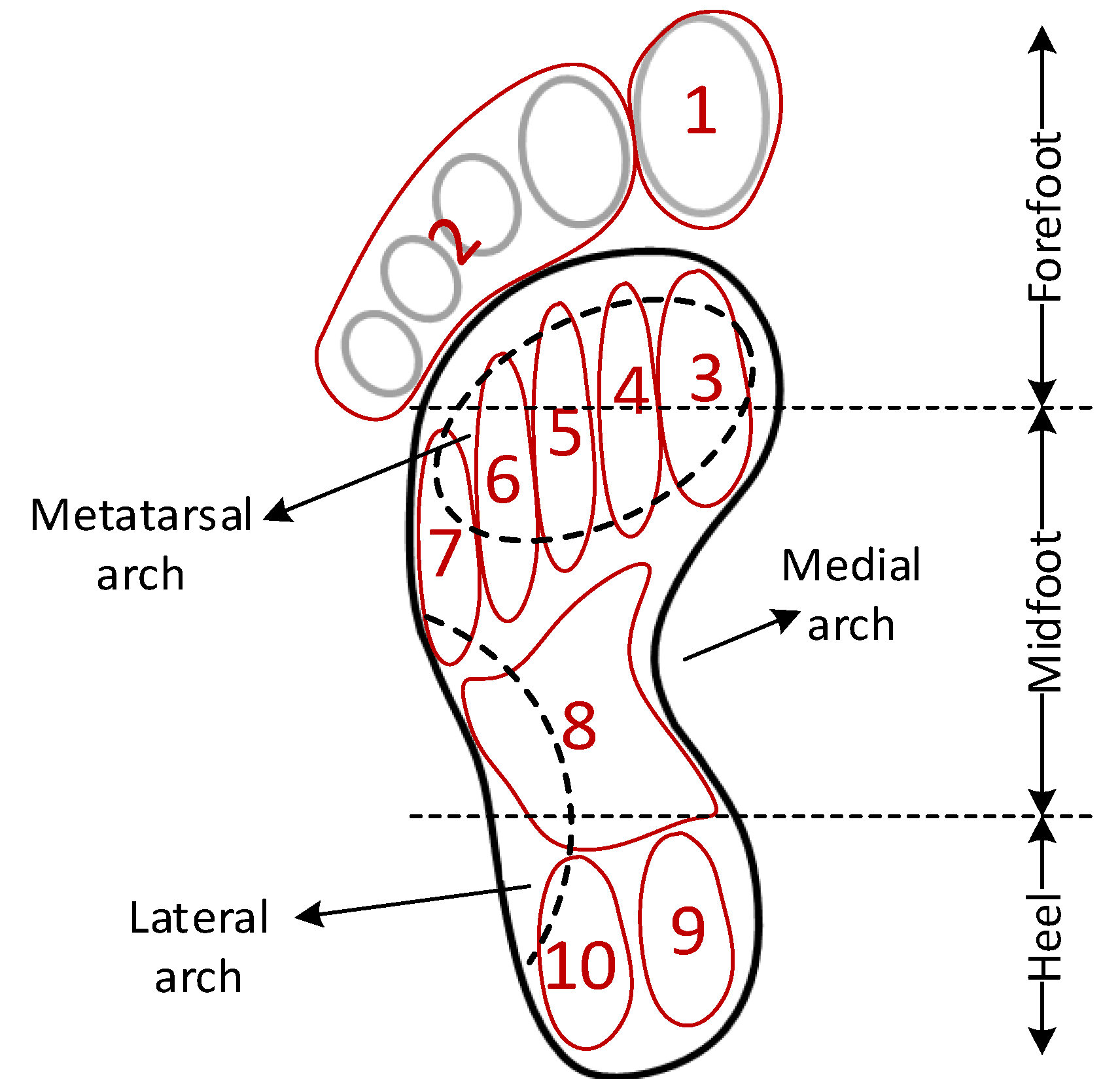 Supination (Foot Biomechanics) Explained - Types, Causes & Treatment