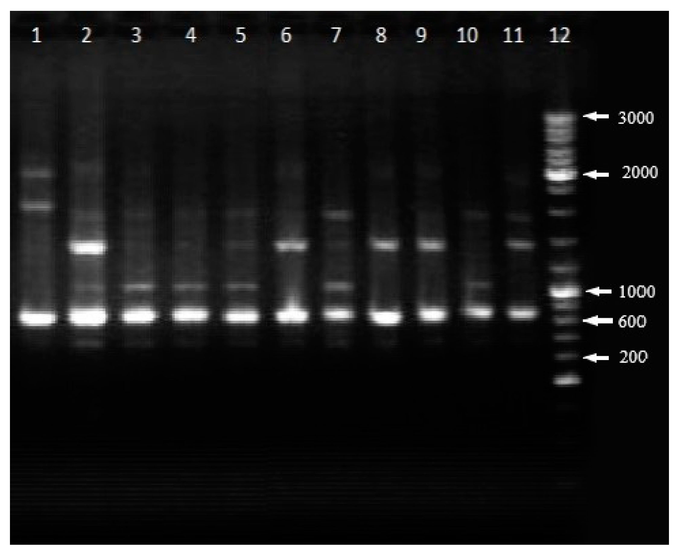 Applsci 11 00286 g004 Applsci 11 00286 g004