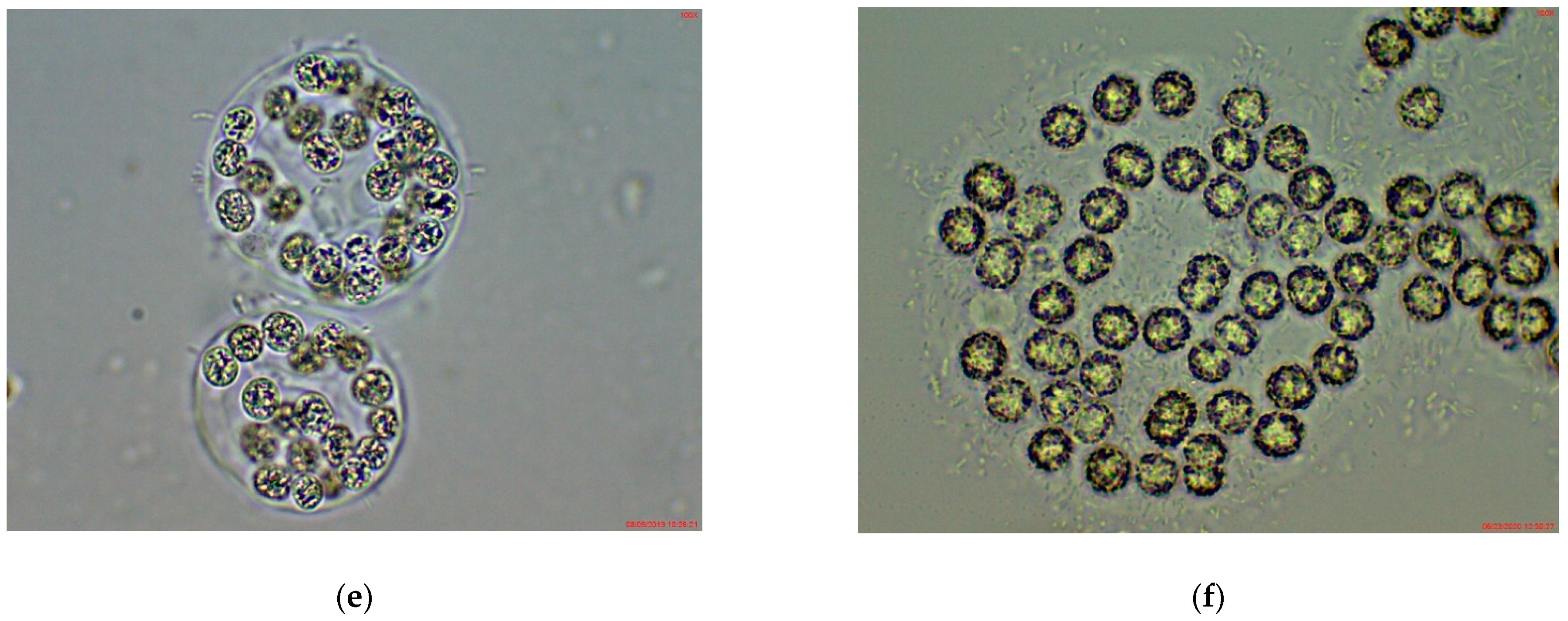 Applsci 11 00357 g005b Applsci 11 00357 g005b