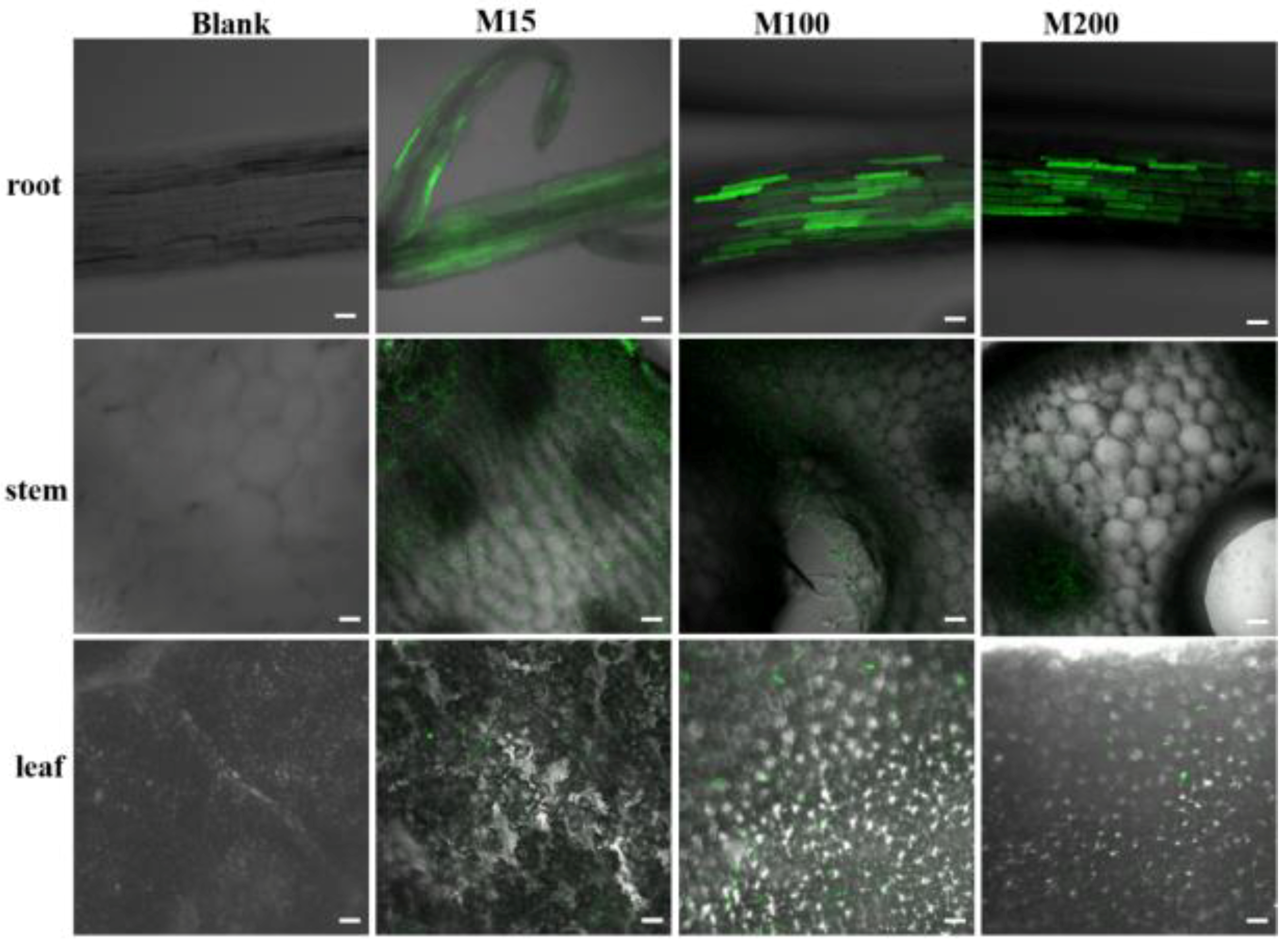 Applsci 11 00575 g006