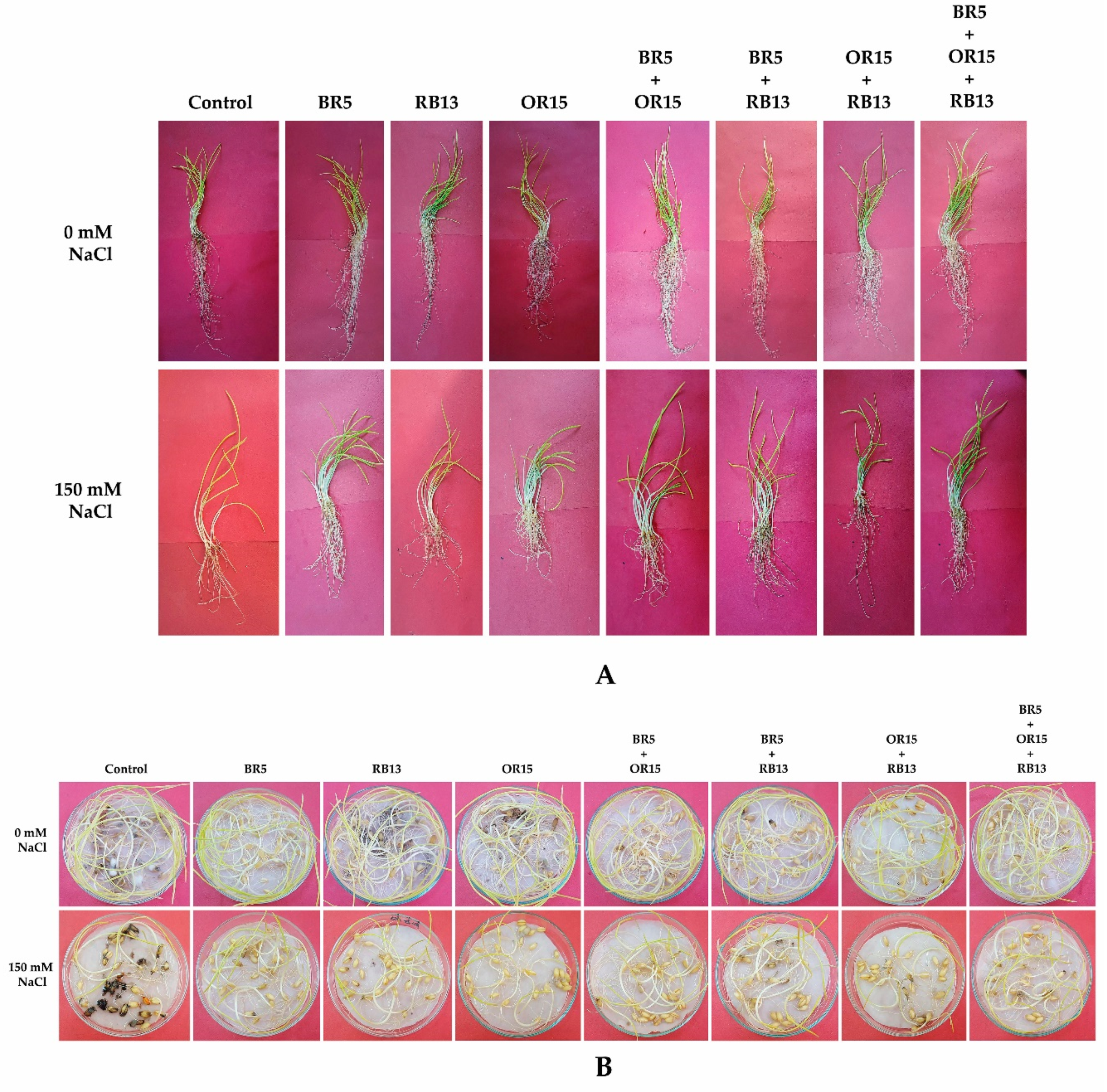 Applsci 11 01034 g005 Applsci 11 01034 g005