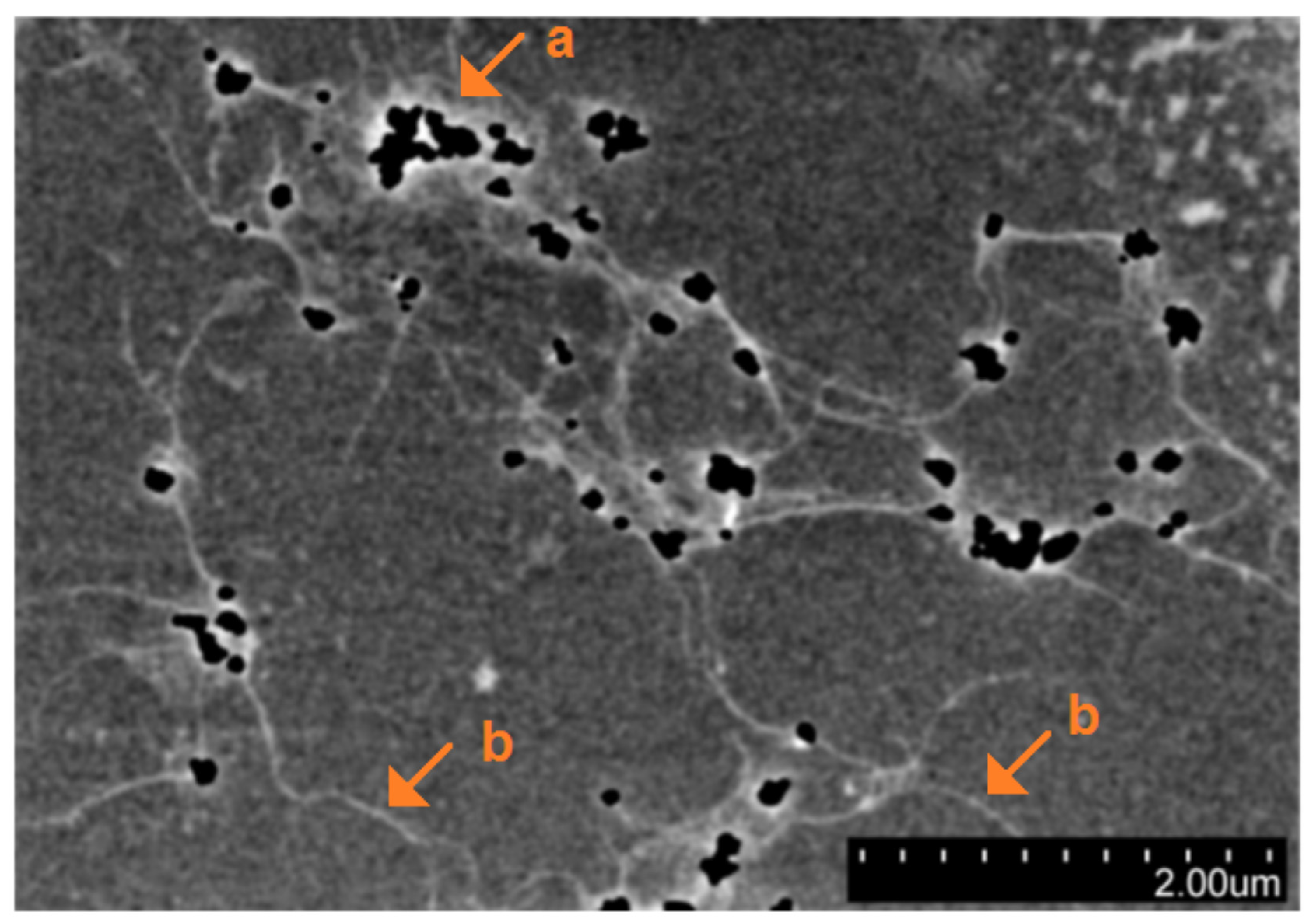 Applsci 11 01191 g005 Applsci 11 01191 g005