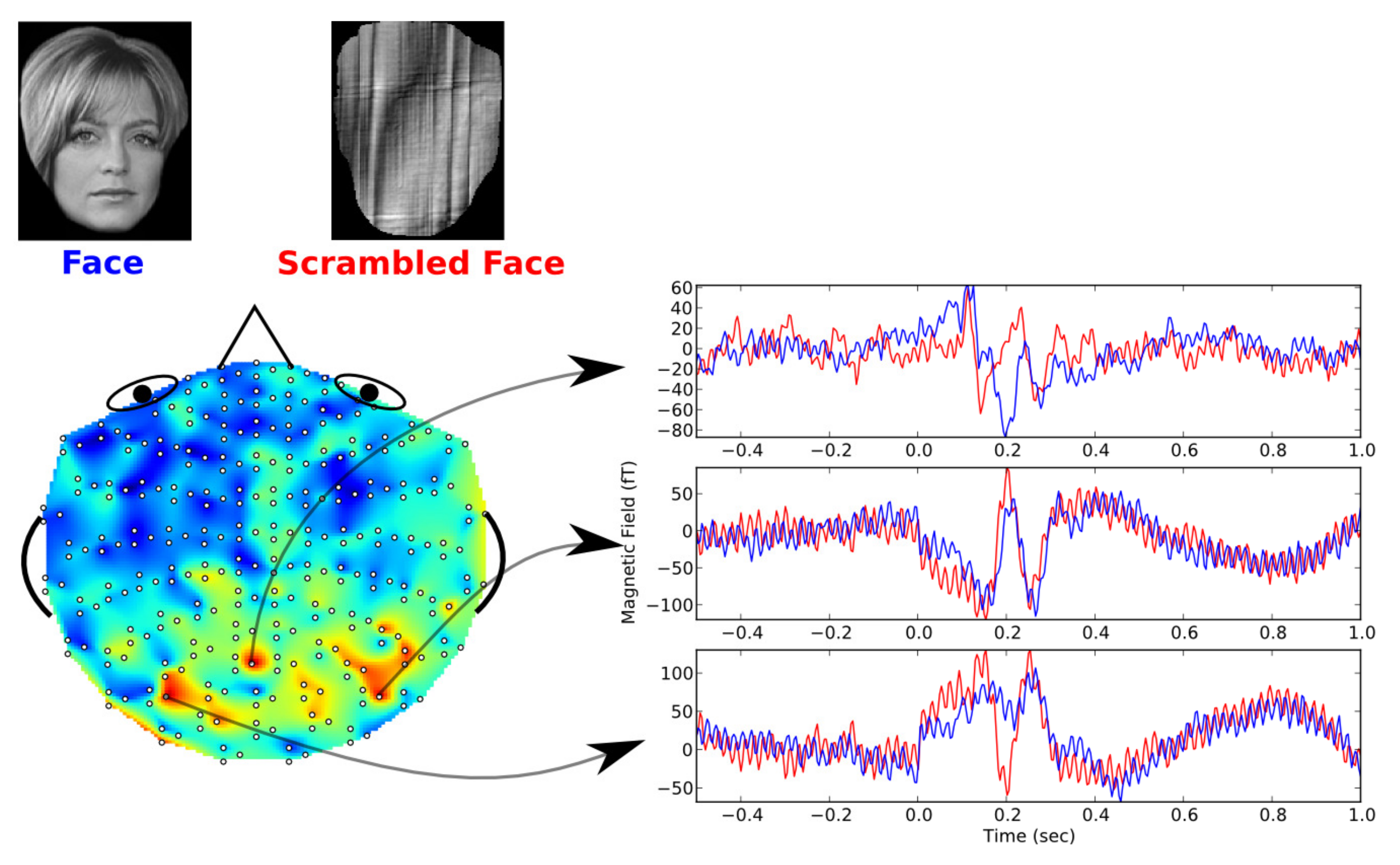 Neural time series. Meg films EEG. Method Scrambled face.