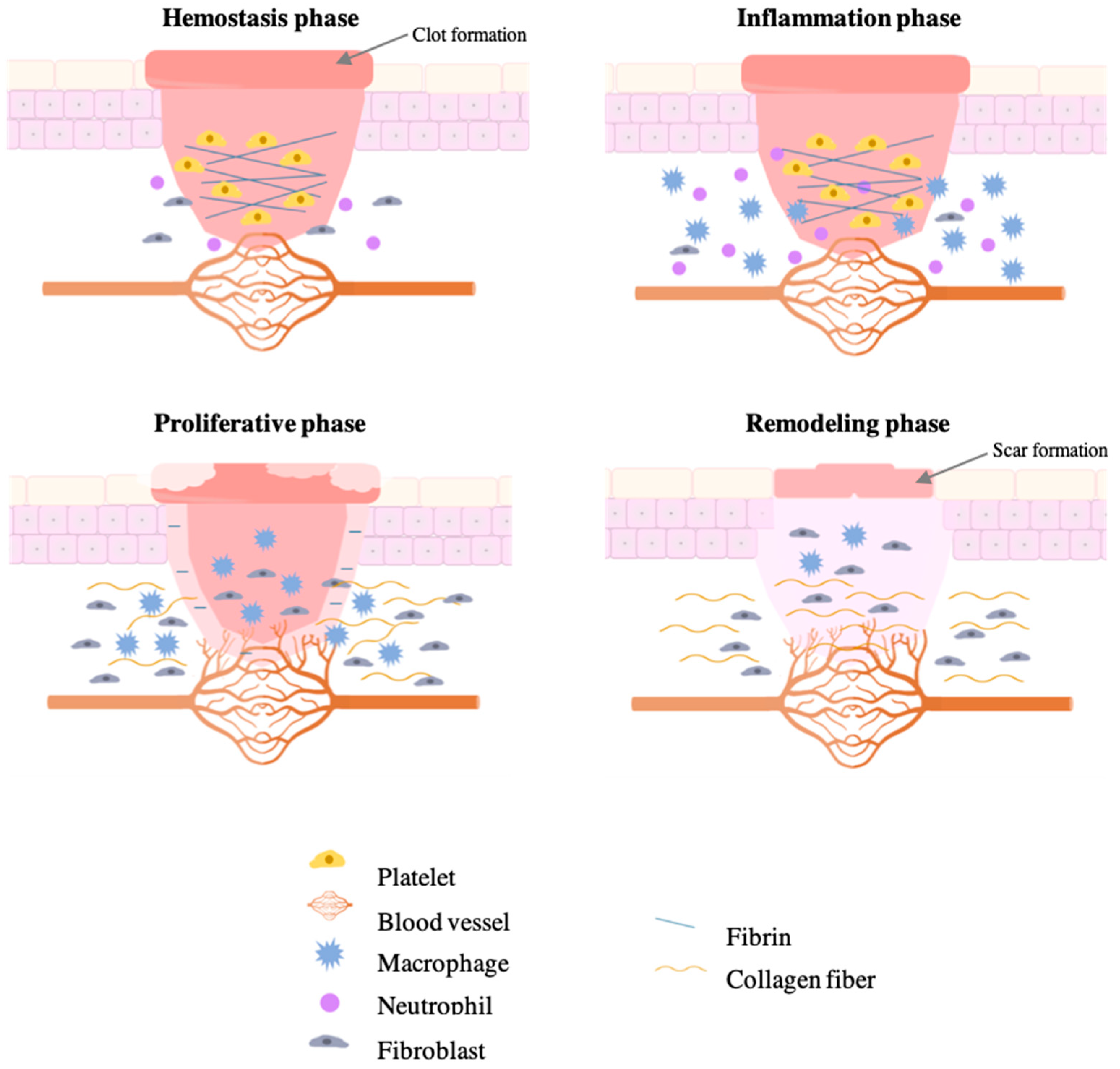 Applsci 11 01230 g001 Applsci 11 01230 g001