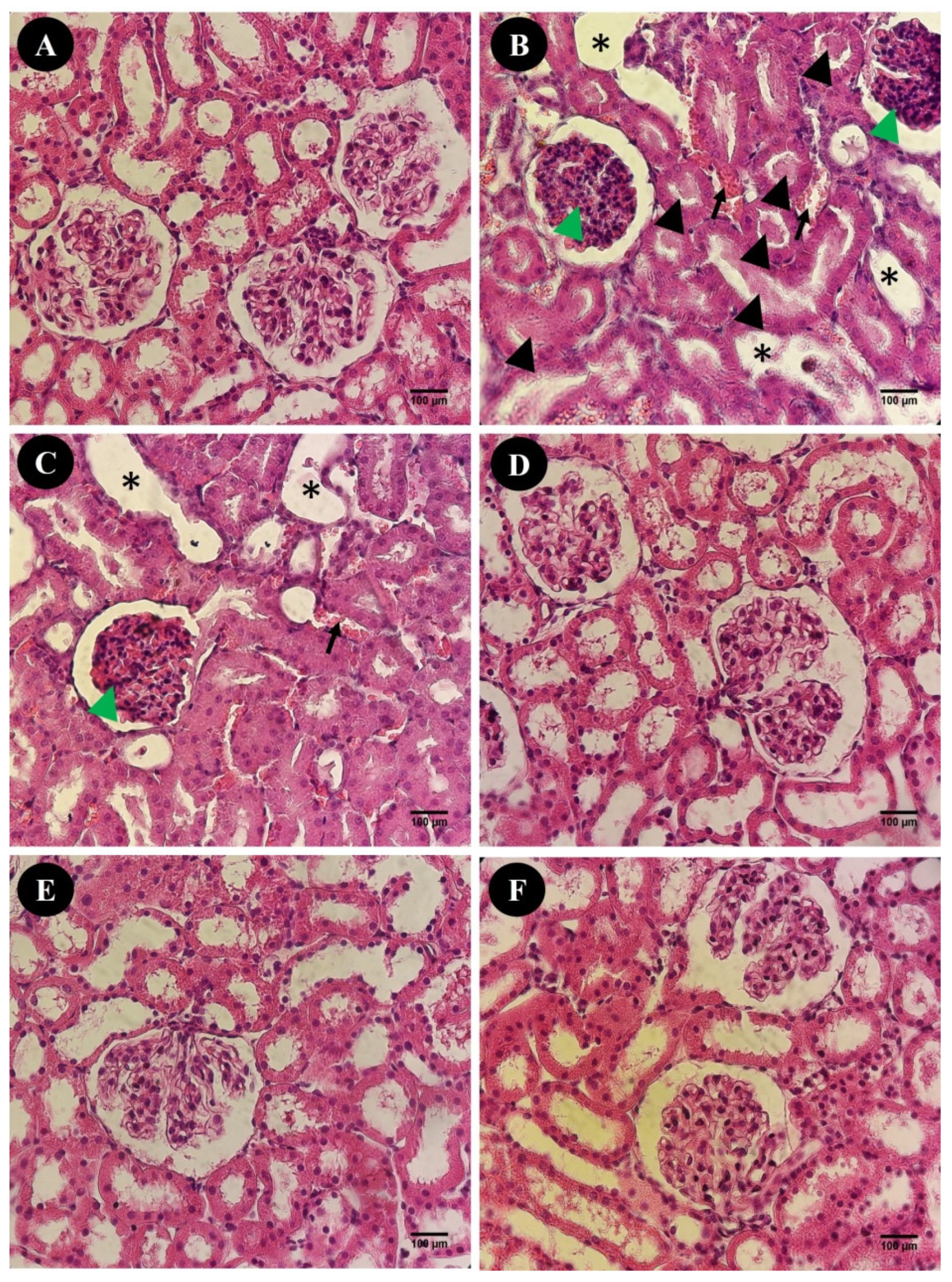 Applsci 11 01264 g005 Applsci 11 01264 g005