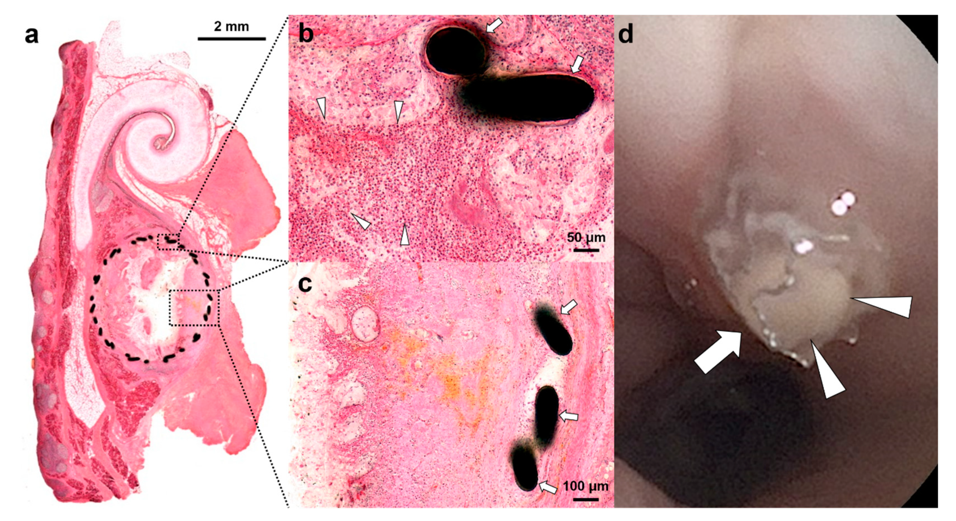 Applsci 11 01359 g005 Applsci 11 01359 g005