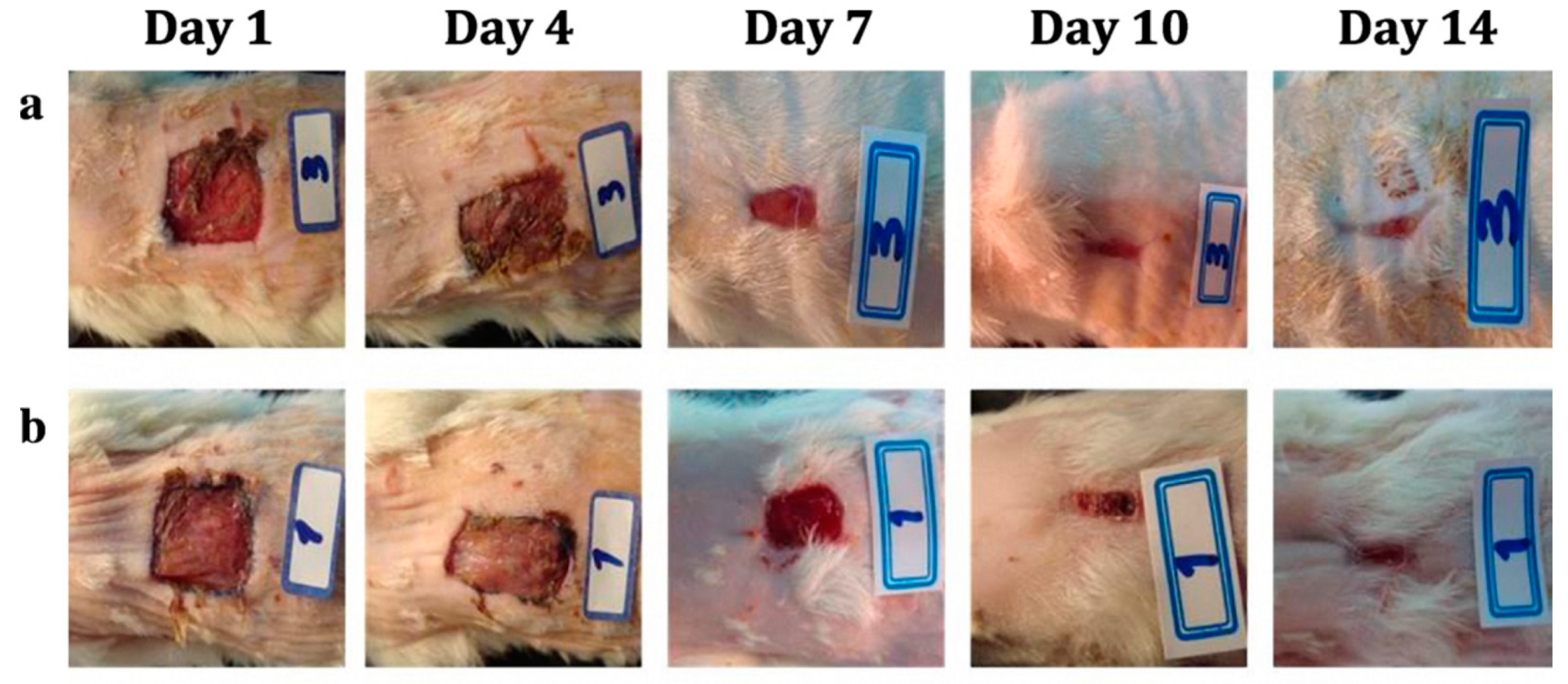 Applsci 11 01713 g004 Applsci 11 01713 g004