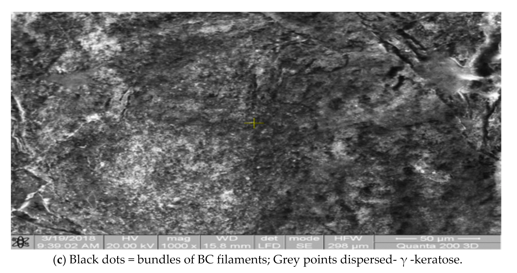 Applsci 11 01995 g005b Applsci 11 01995 g005b