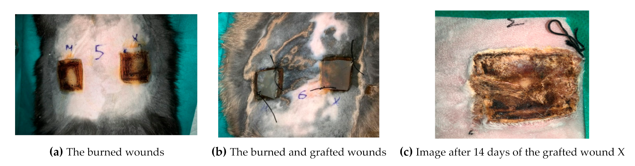 Applsci 11 01995 g008 Applsci 11 01995 g008