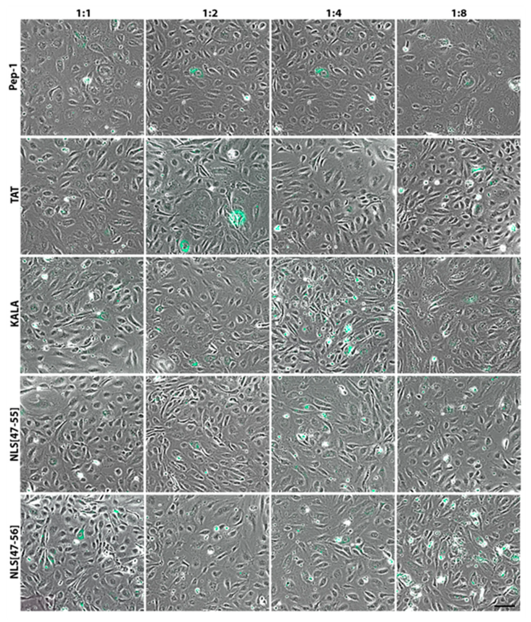 Applsci 11 01997 g014 Applsci 11 01997 g014