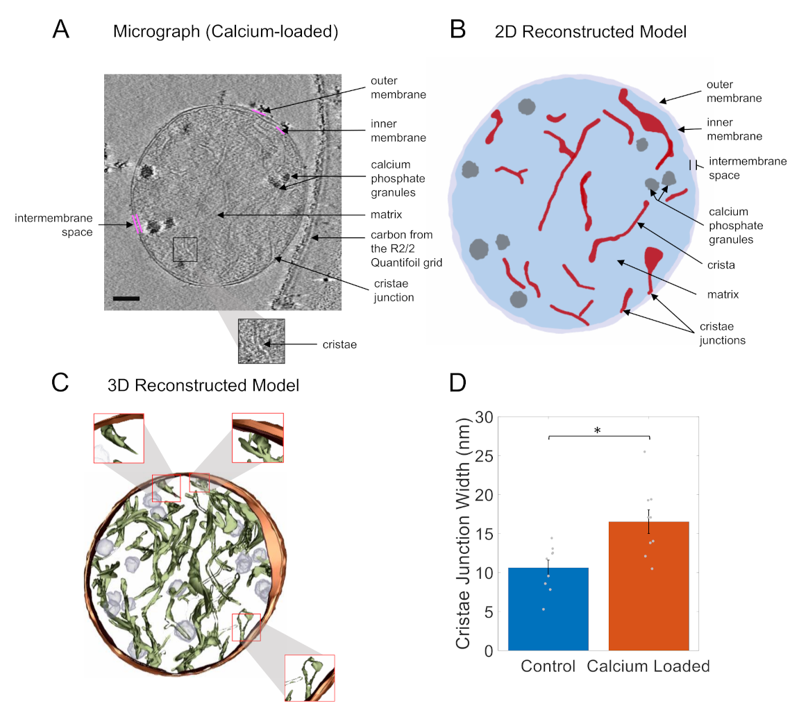 Applsci 11 02071 g003 Applsci 11 02071 g003