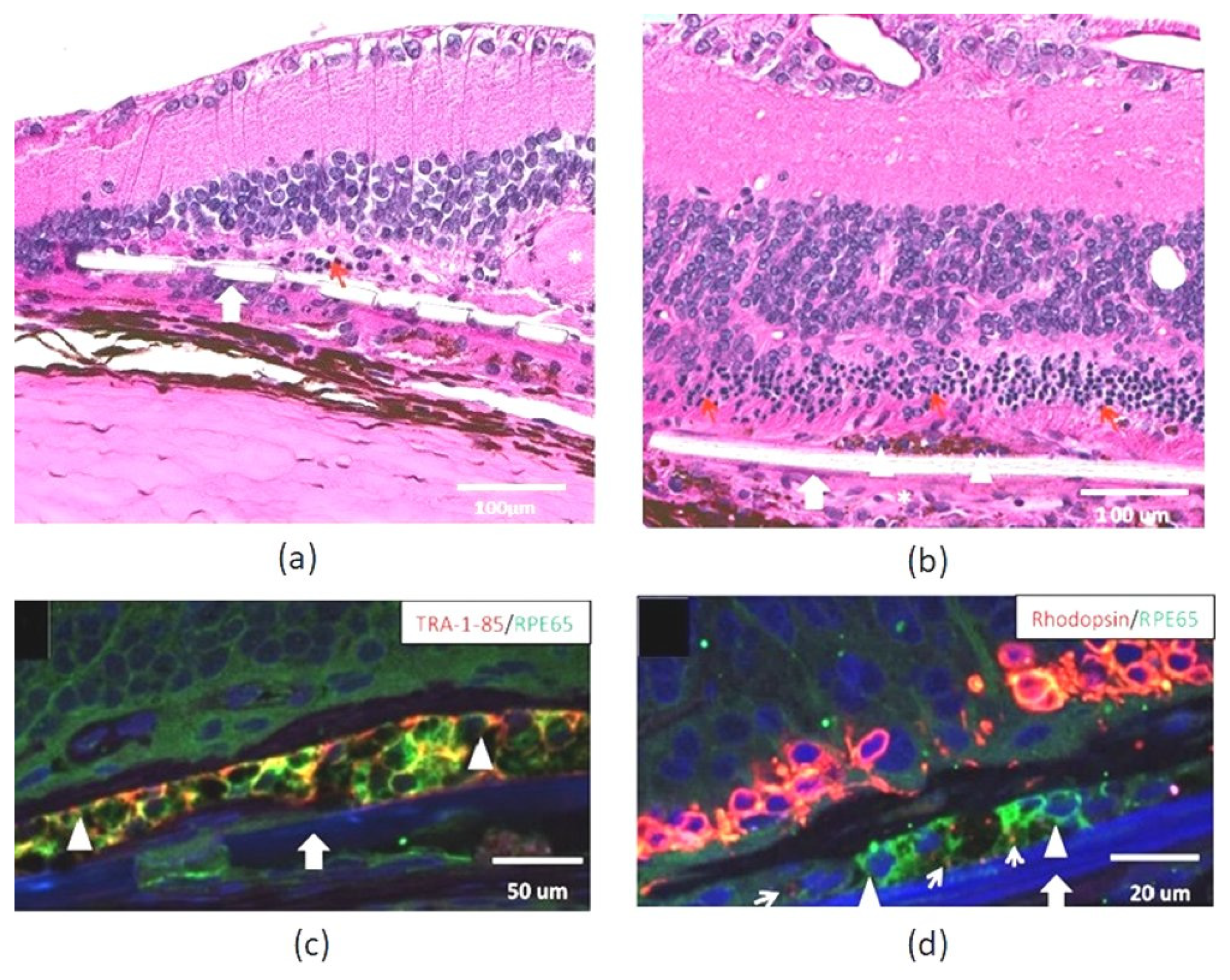 Applsci 11 02154 g001 Applsci 11 02154 g001