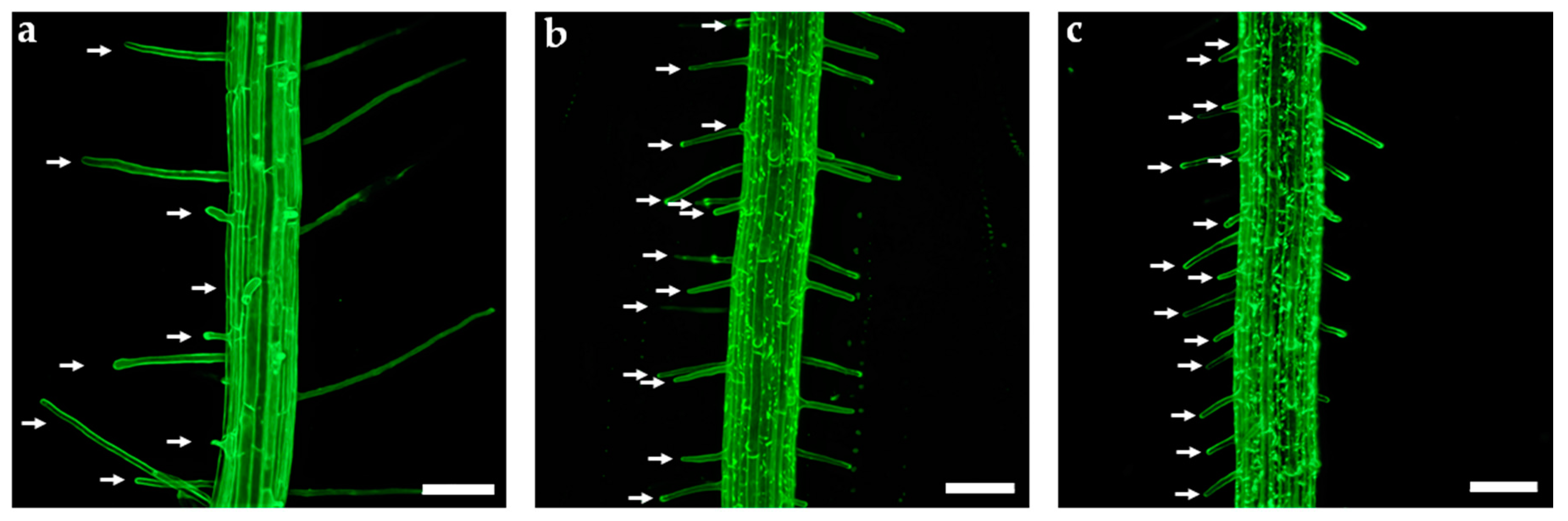 Applsci 11 02240 g005 Applsci 11 02240 g005