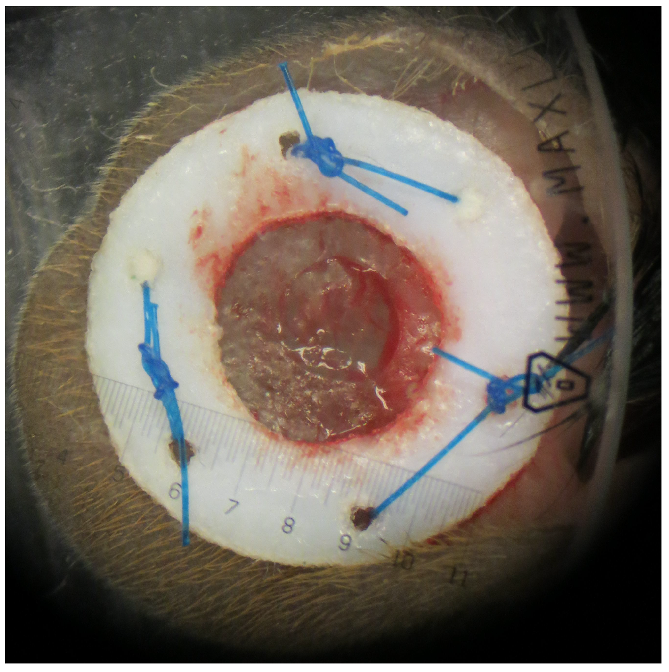 Applsci 11 02447 g002 Applsci 11 02447 g002