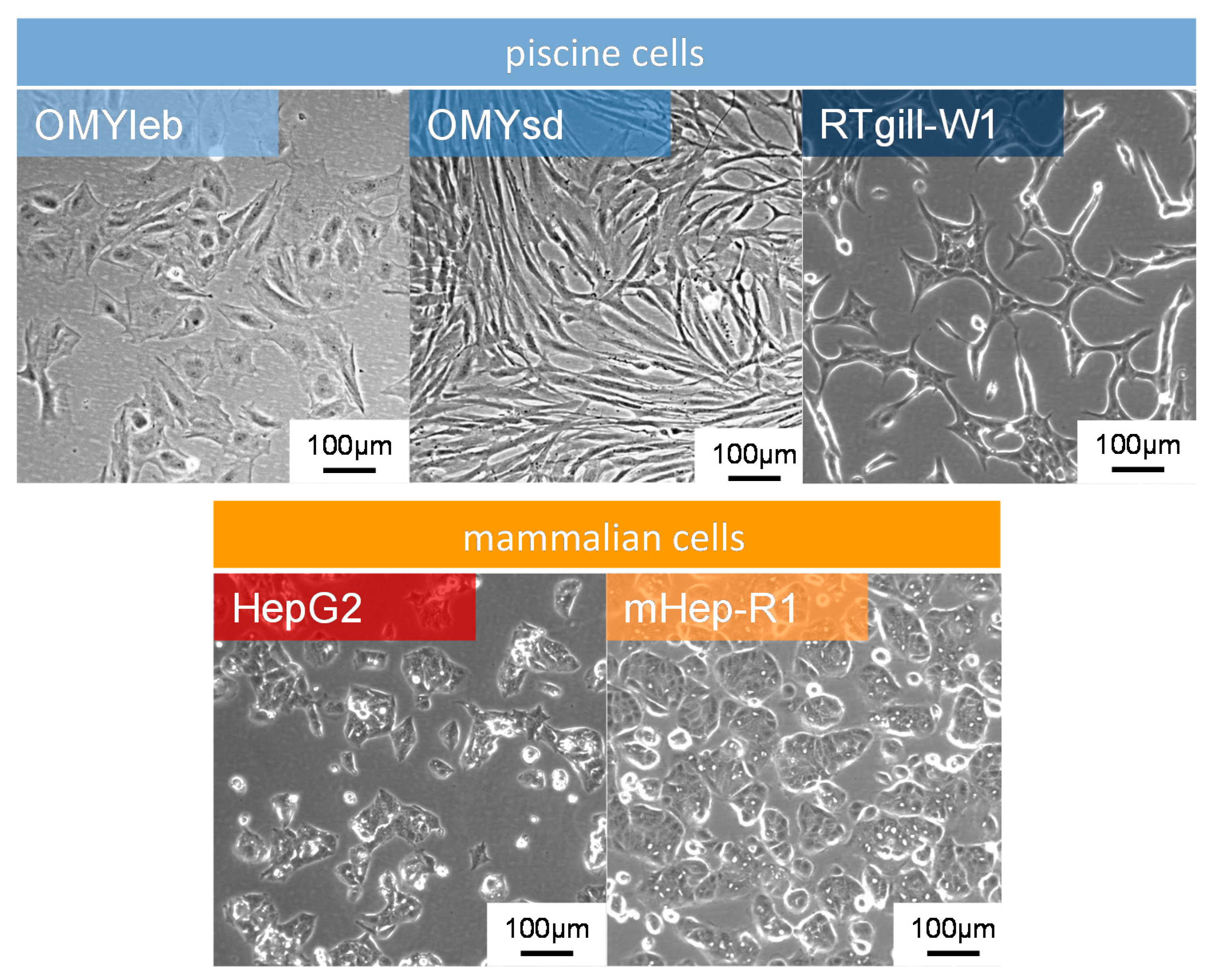 Applsci 11 02534 g003 Applsci 11 02534 g003