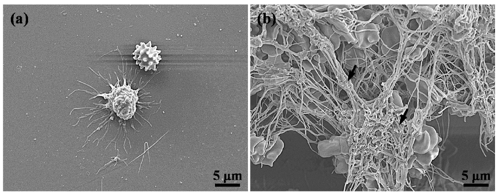 Applsci 11 02616 g006 Applsci 11 02616 g006