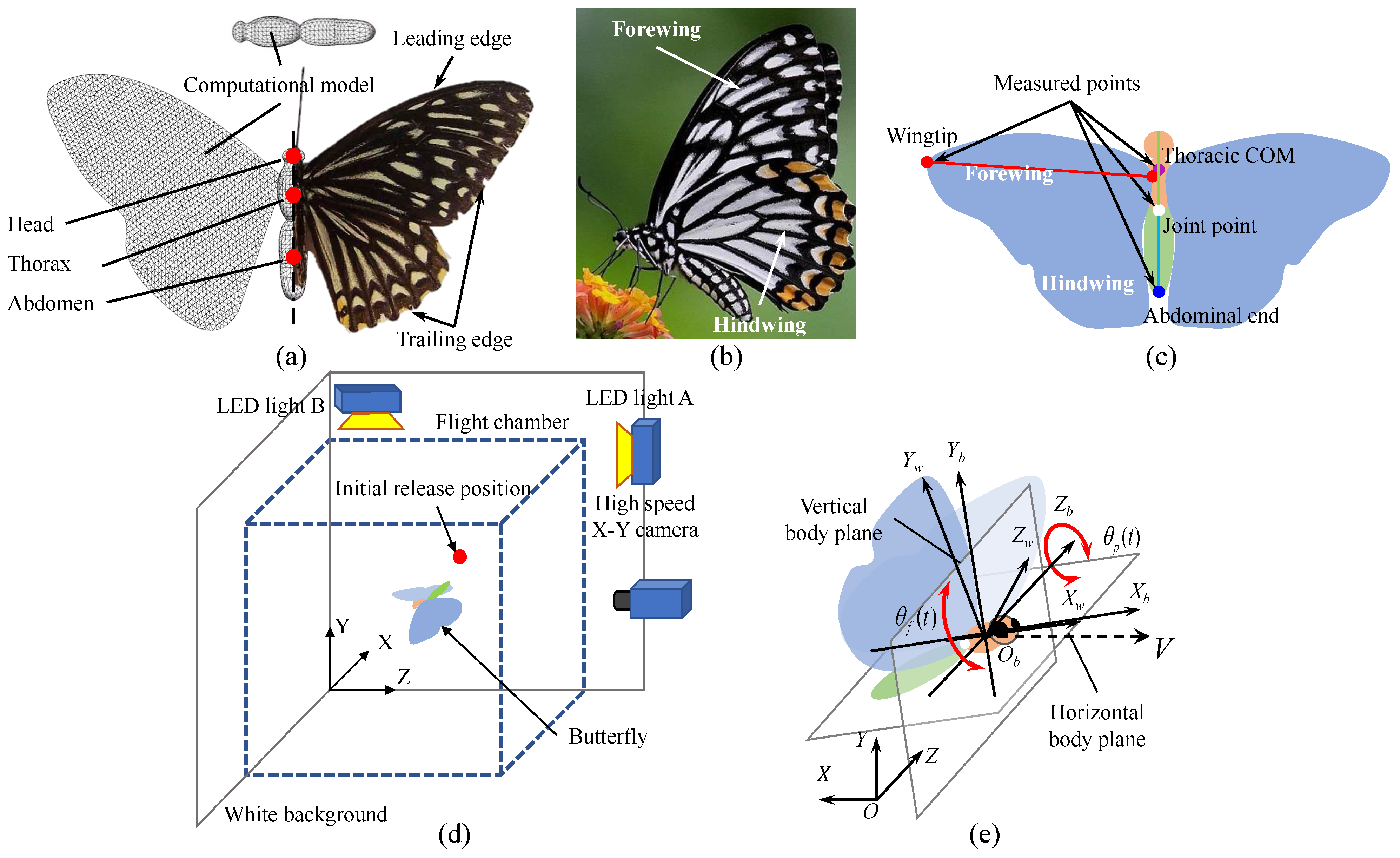 Easy Flying Butterfly using paper/How to make a moving Butterfly