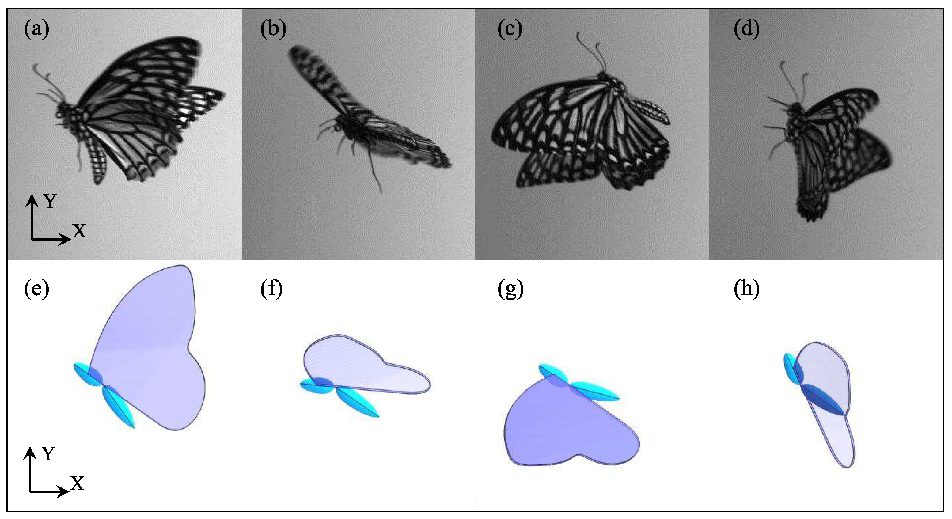 Fetching Butterflies Leak: The Investigation Begins