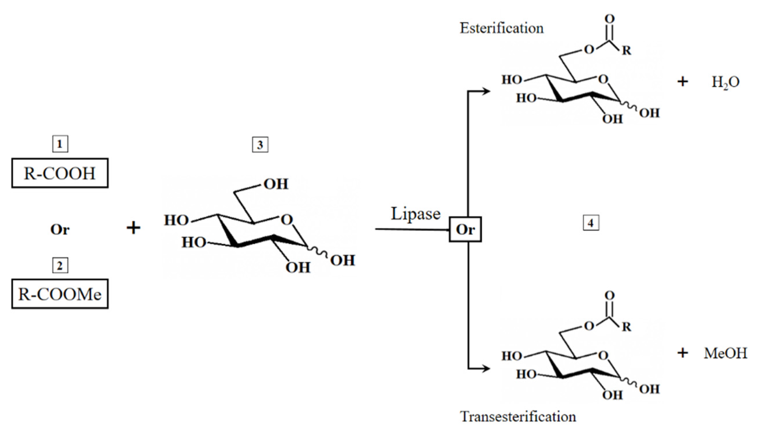 Applied Sciences Free FullText Enzymatic Synthesis of Glucose