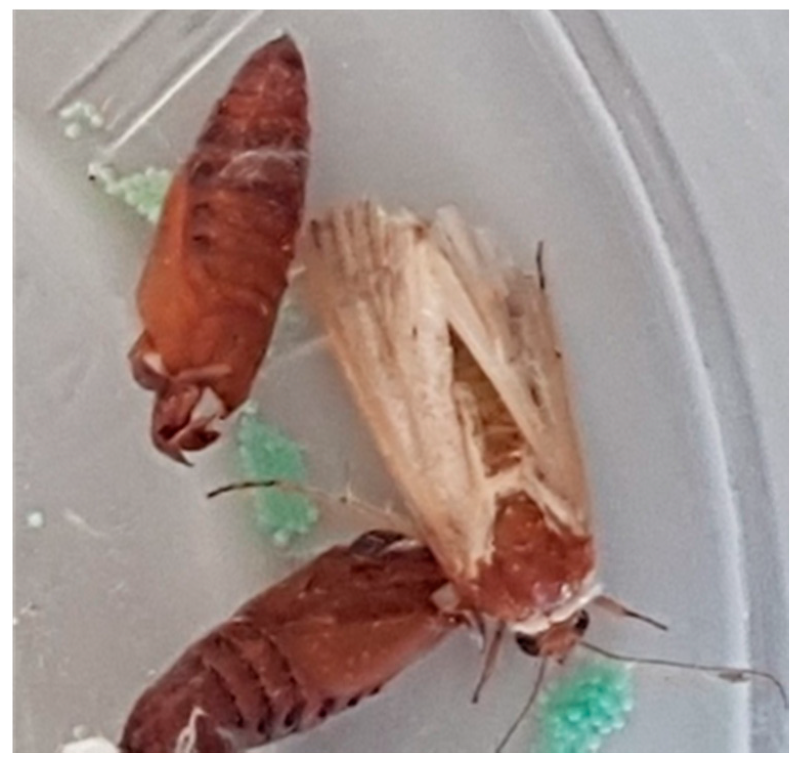 Applsci 11 02887 g006 Applsci 11 02887 g006