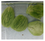 Applsci 11 02918 i004