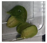 Applsci 11 02918 i007